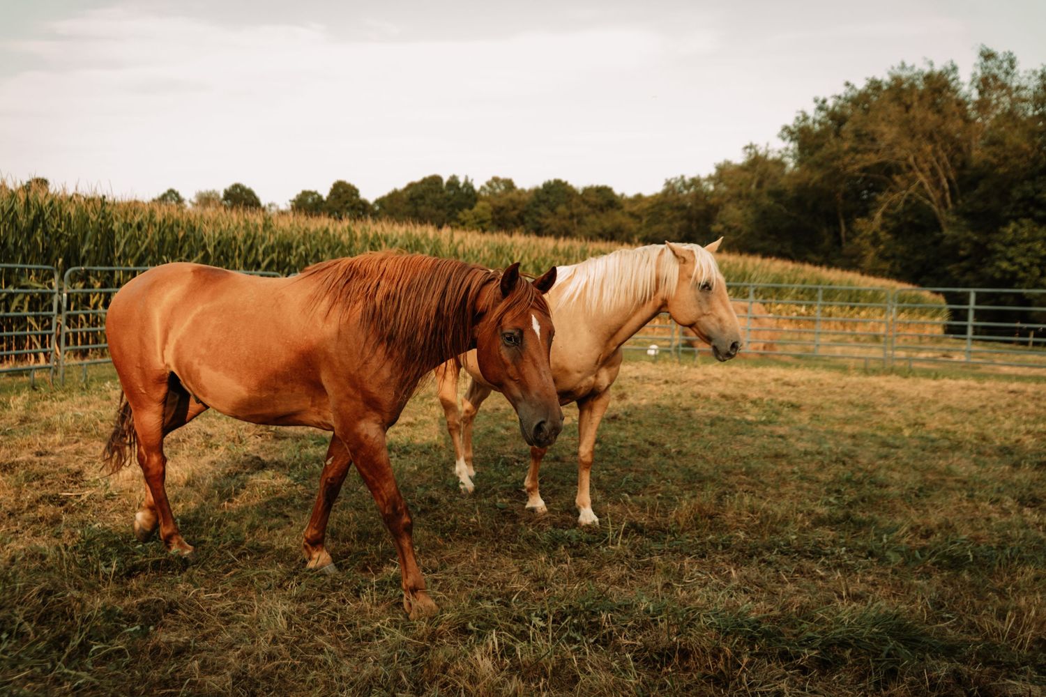 Two beautiful horses, one chestnut brown and one cream-colored, walking together in a fenced pasture at sunset.