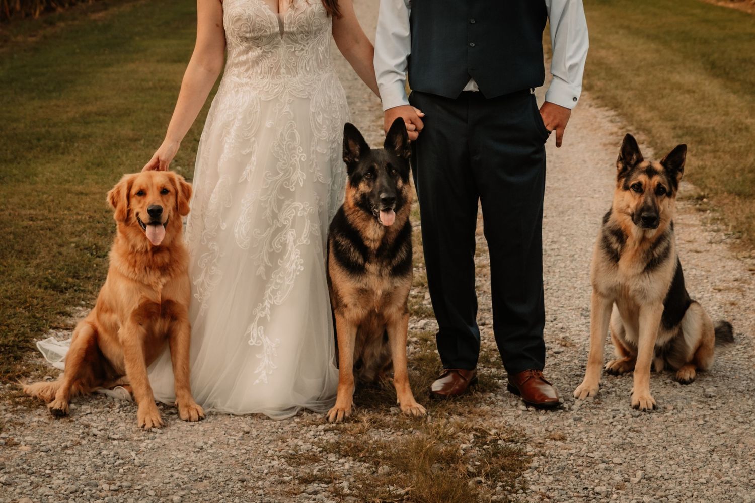 A couple in wedding attire stands on a path with three dogs - a golden retriever and two German shepherds.
