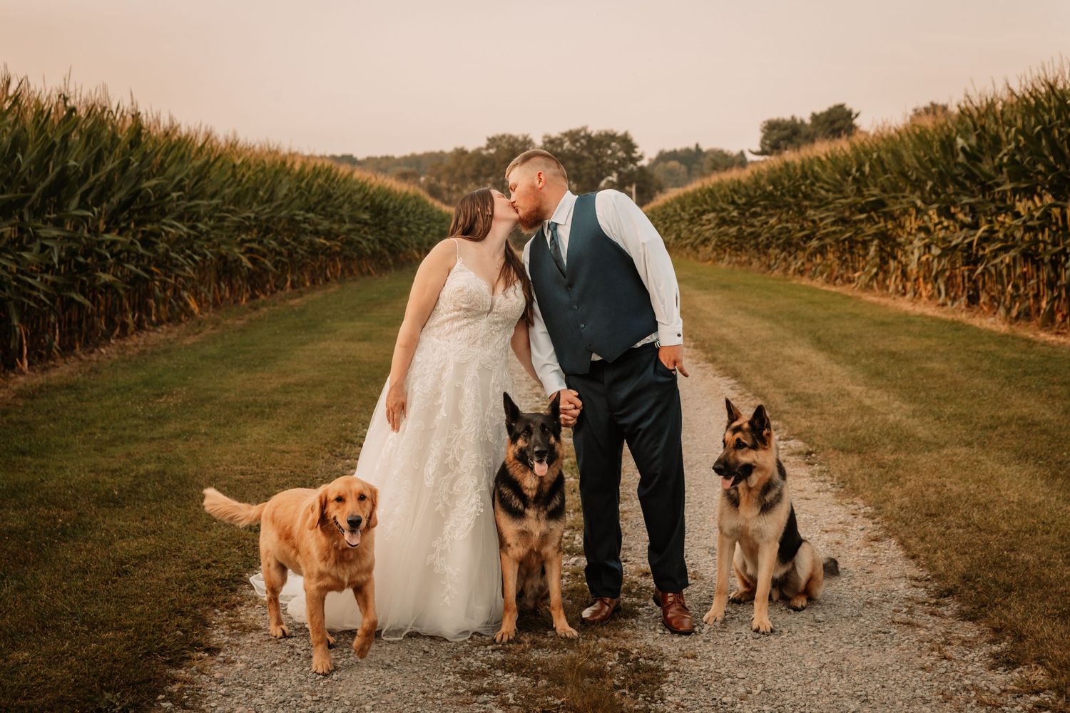 A couple in wedding attire stands on a dirt path between corn fields with three dogs at sunset.