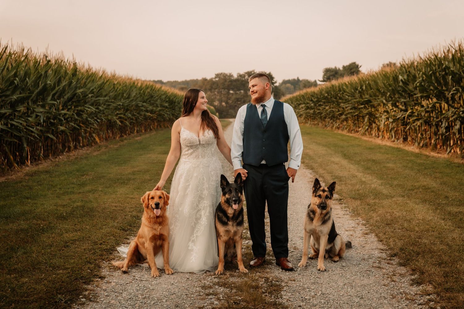 Newlyweds pose on a path between corn fields with three dogs beside them.