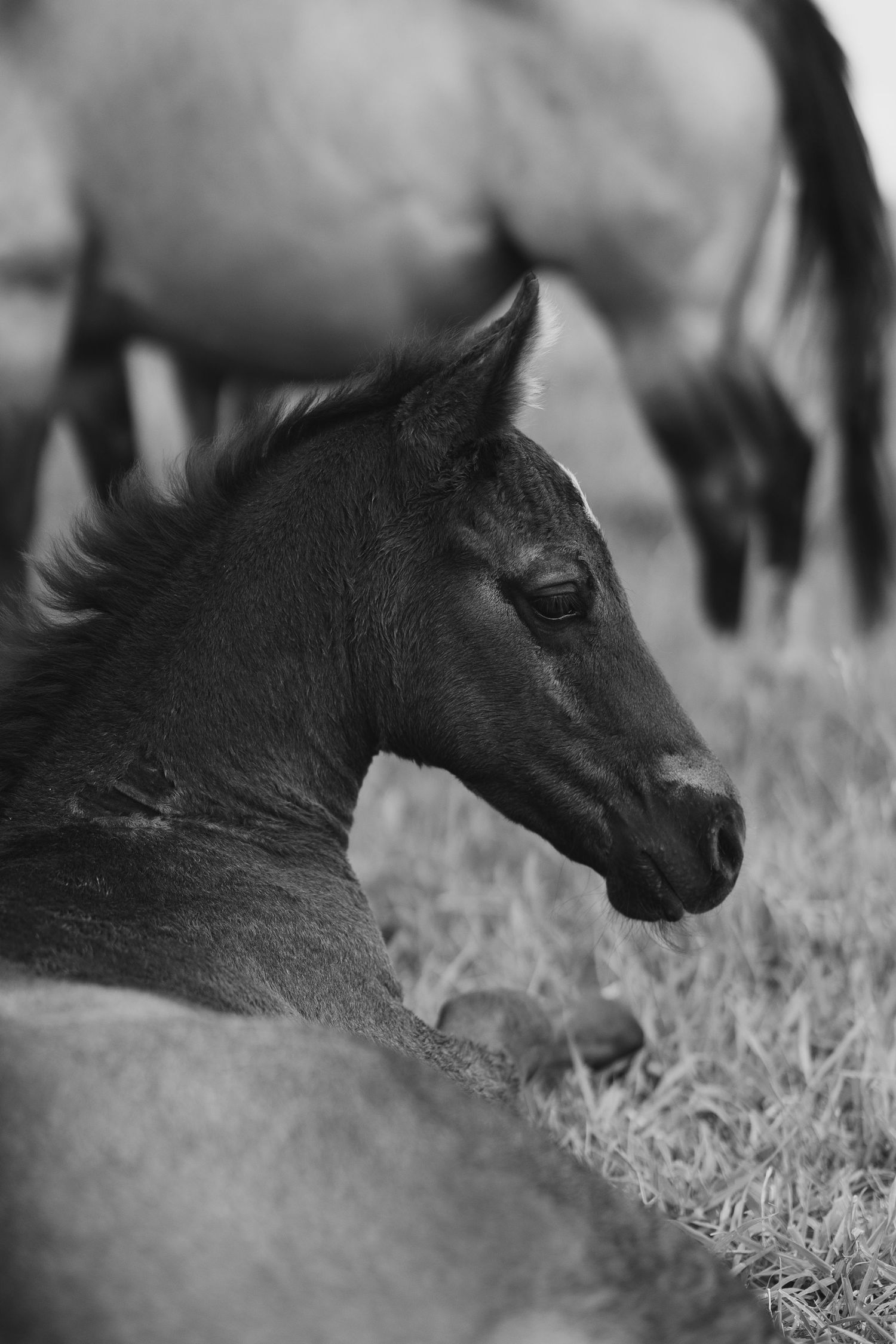 Black and white photo of a young foal resting on grass with adult horses grazing in the blurred background.