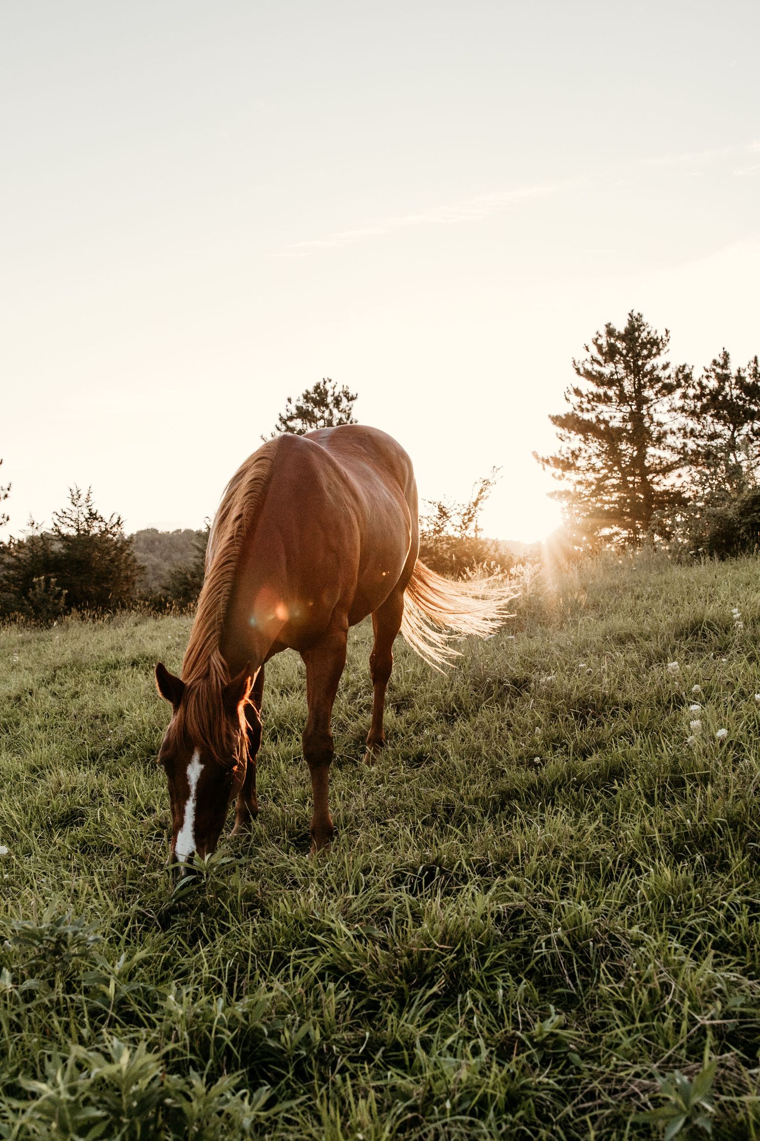 A chestnut horse grazing on a green hillside at golden sunset with trees and lens flare in background.