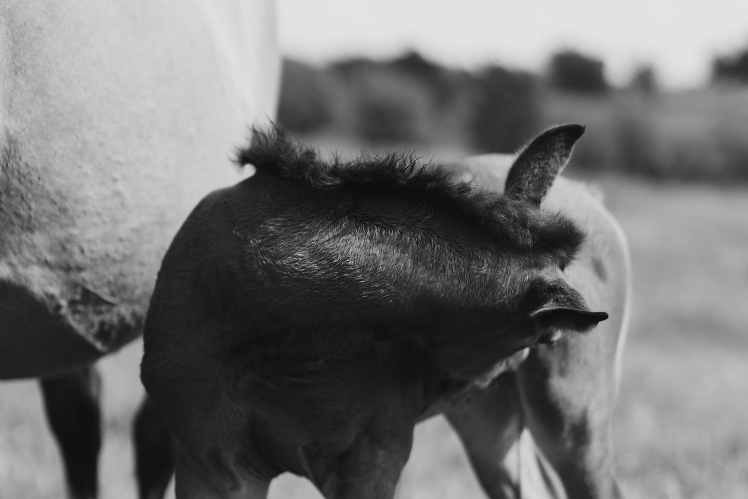 Black and white photo of a newborn foal standing close to its mother horse in an open field.