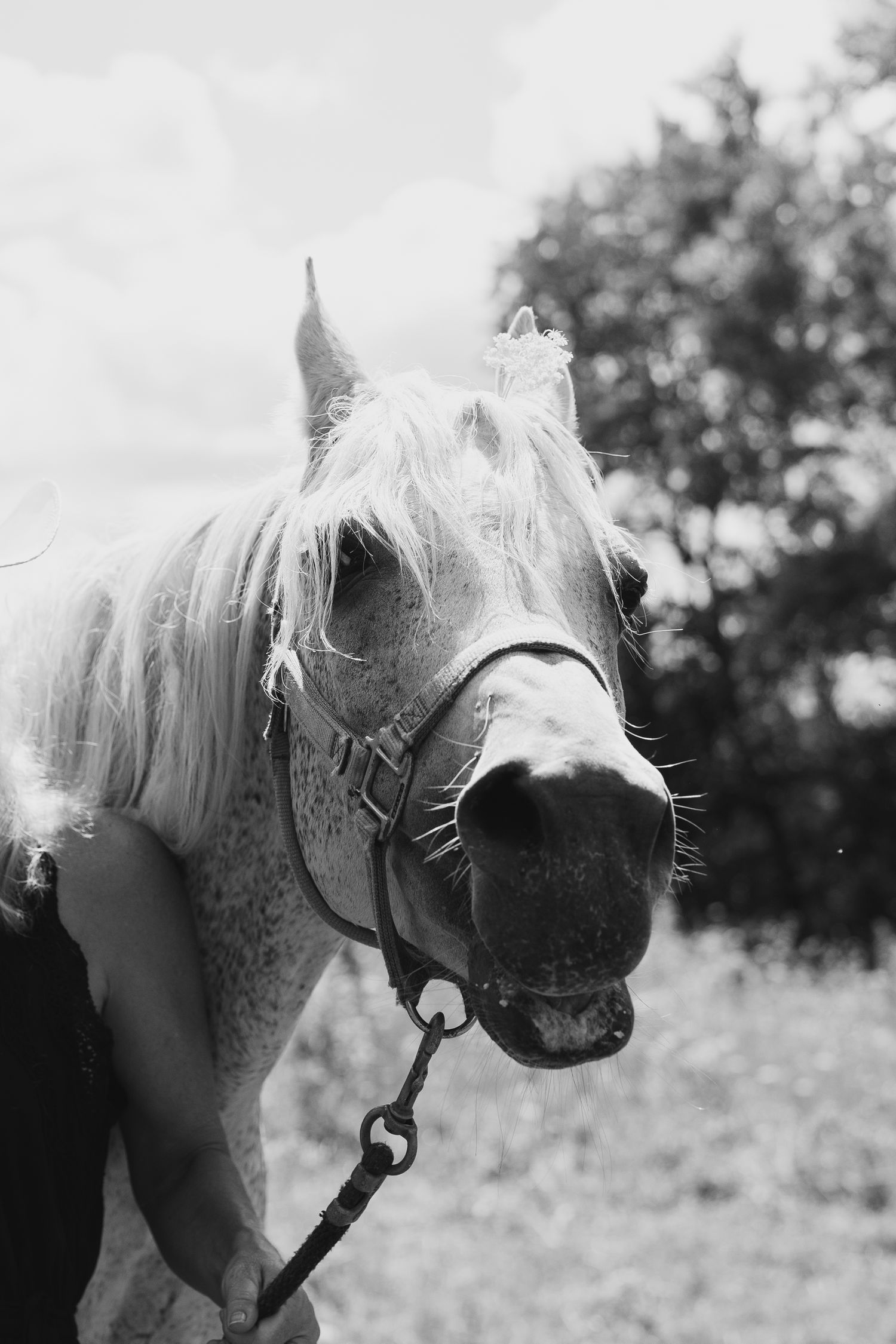 Black and white portrait of a white horse wearing a halter and lead rope, standing outdoors with trees in background.