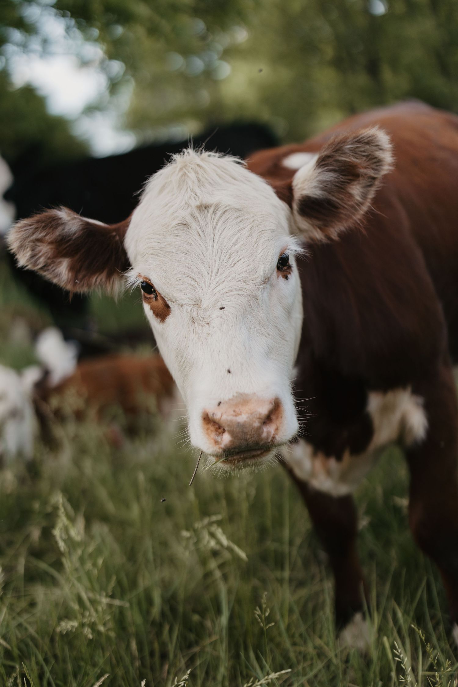 A young Hereford calf with a white face and brown coat stands in a lush green pasture looking at the camera.