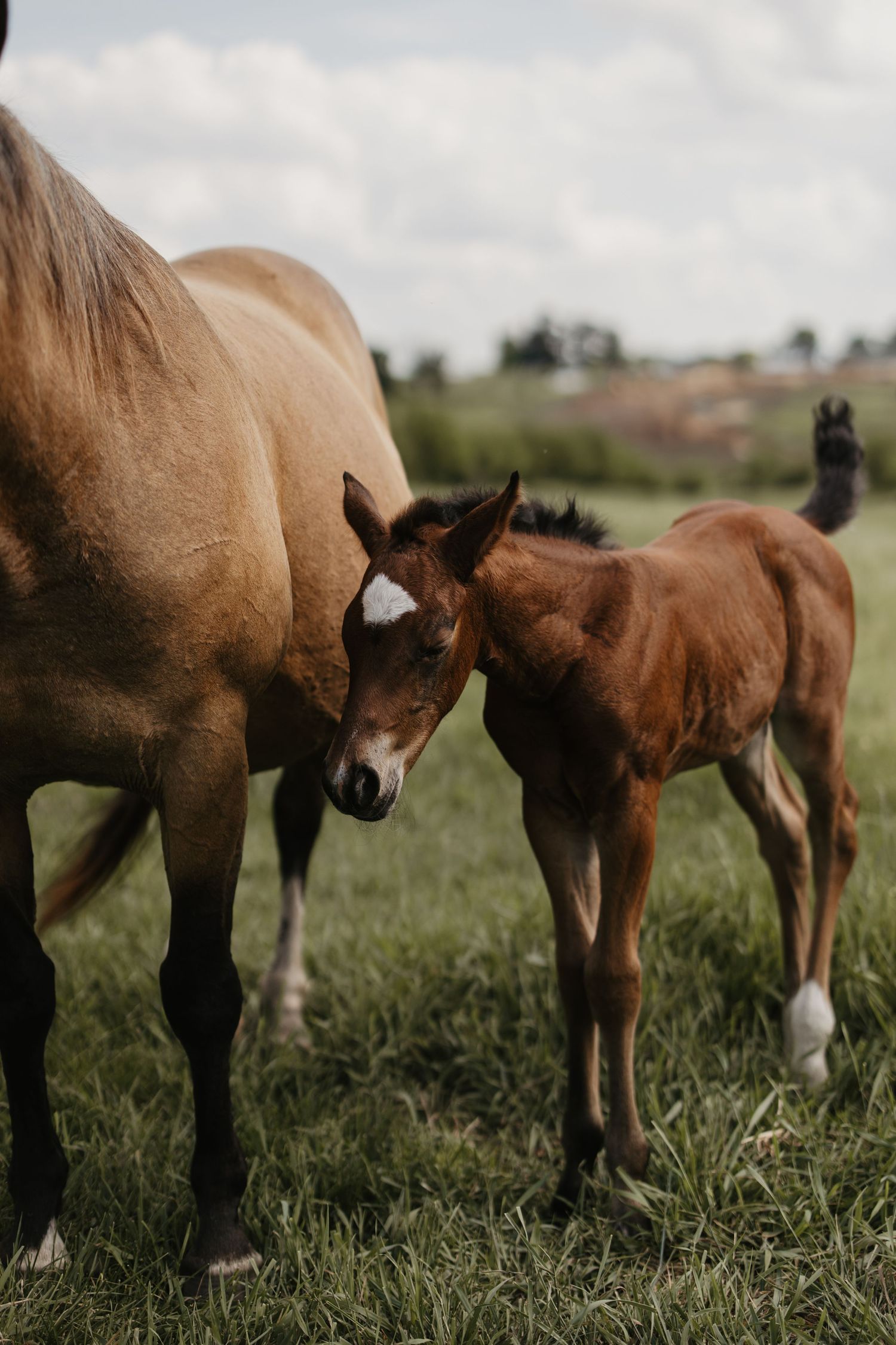 A young brown foal nuzzles close to its mother mare in a lush green pasture under a cloudy sky.