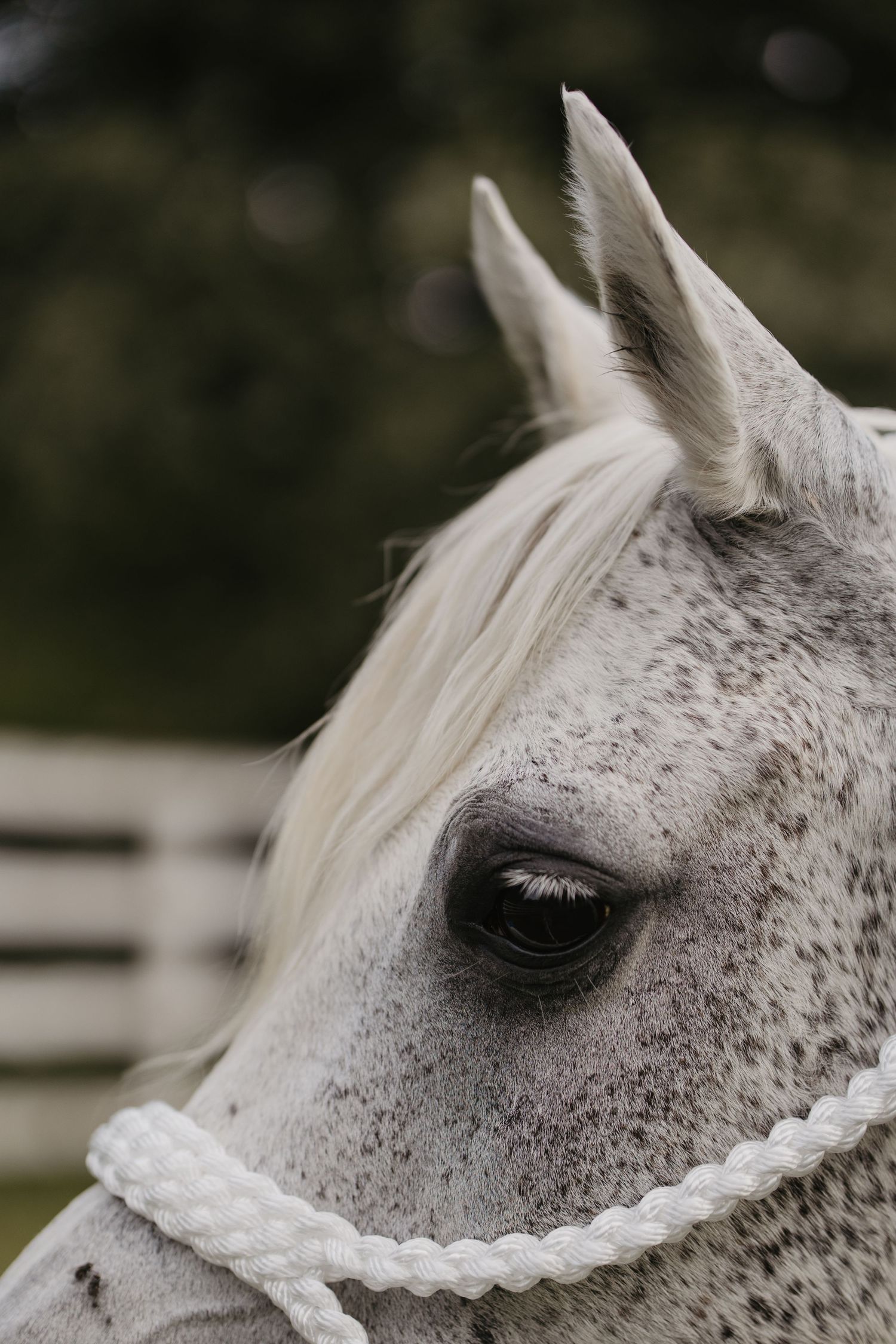 Close-up portrait of a dapple grey horse wearing a white rope halter, with a soft bokeh background.