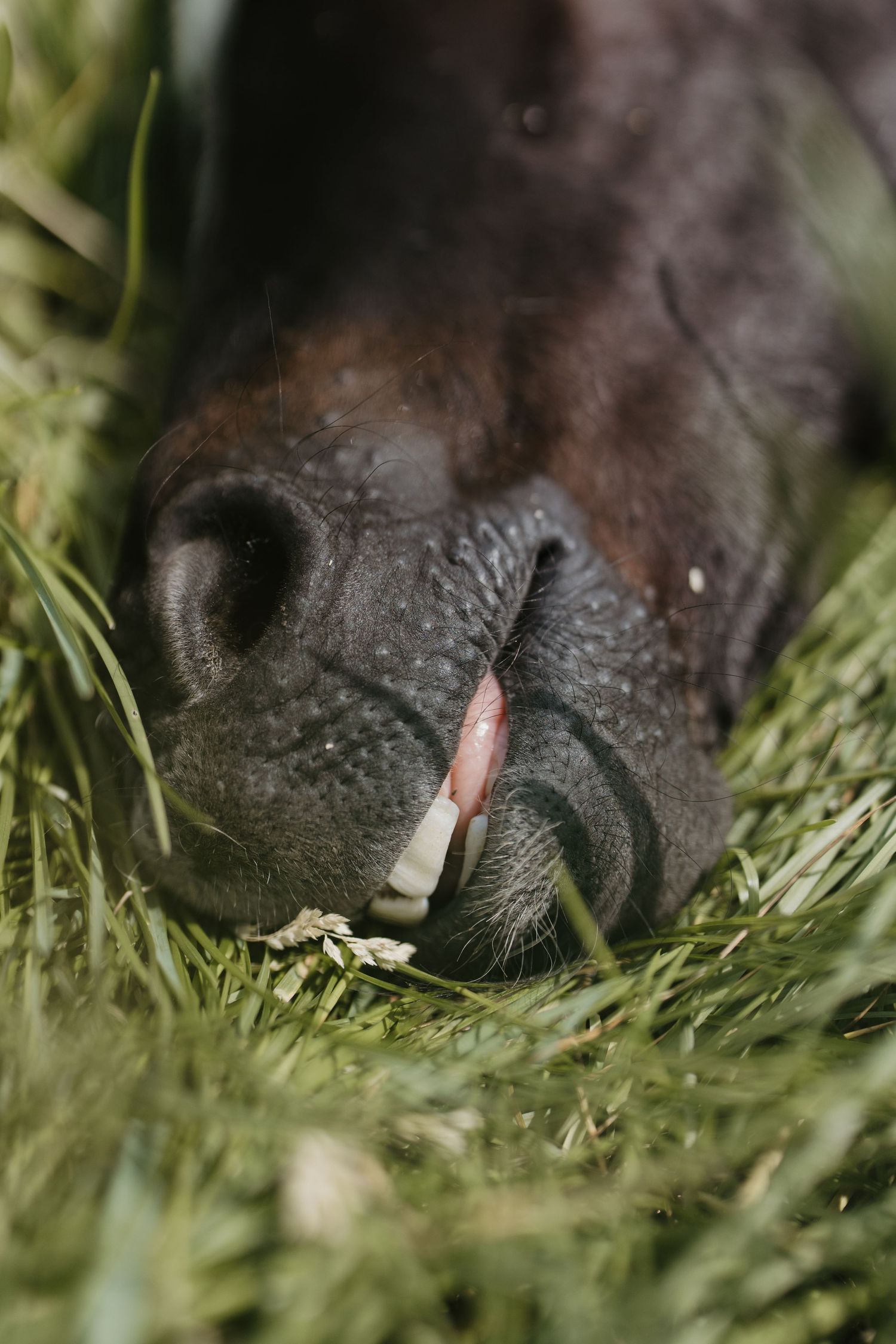 Close-up of a dark dog's nose and mouth resting in green grass, showing pink tongue and teeth.