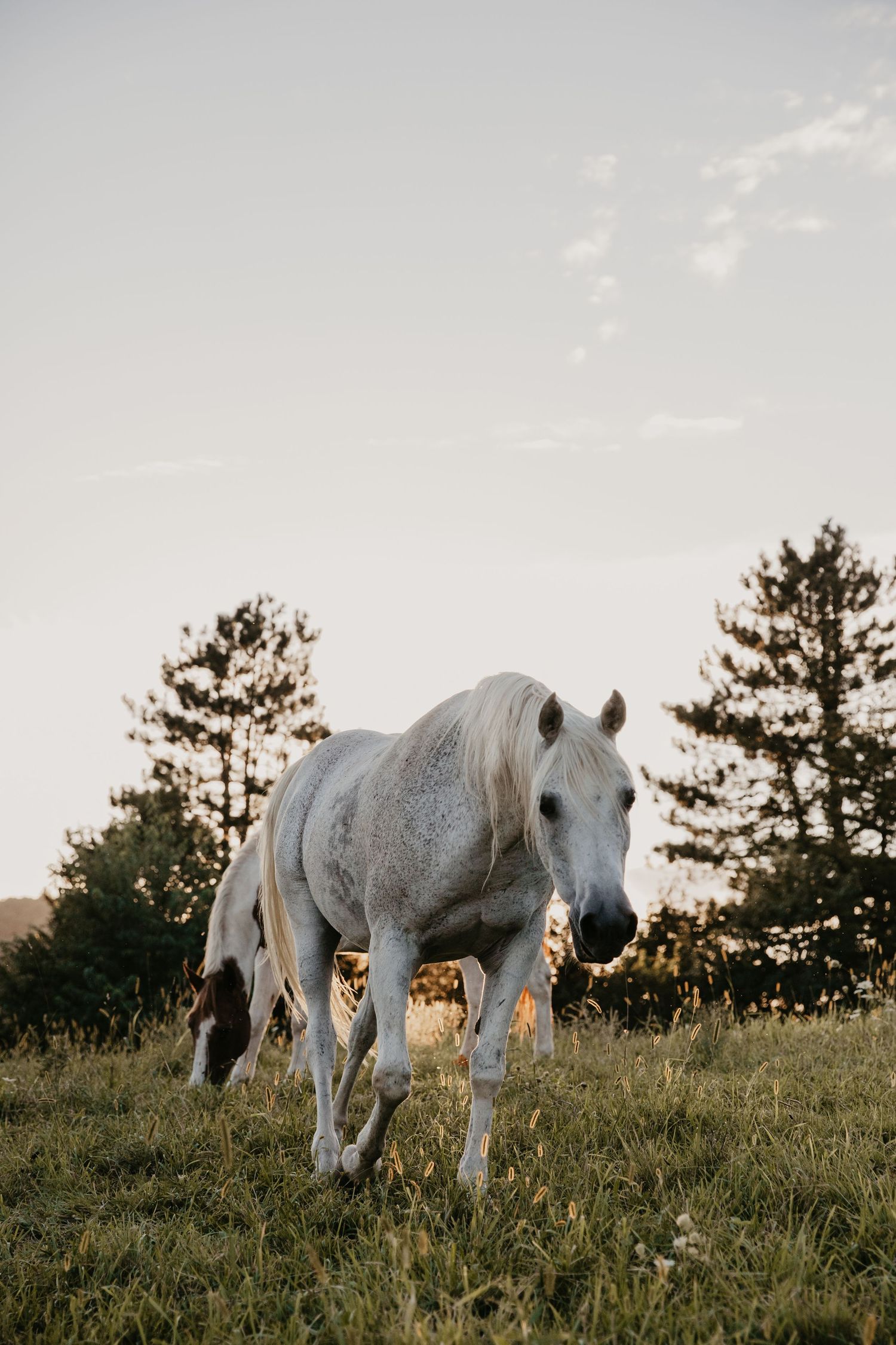A white horse grazing on a green meadow at sunset with tall pine trees in the background.