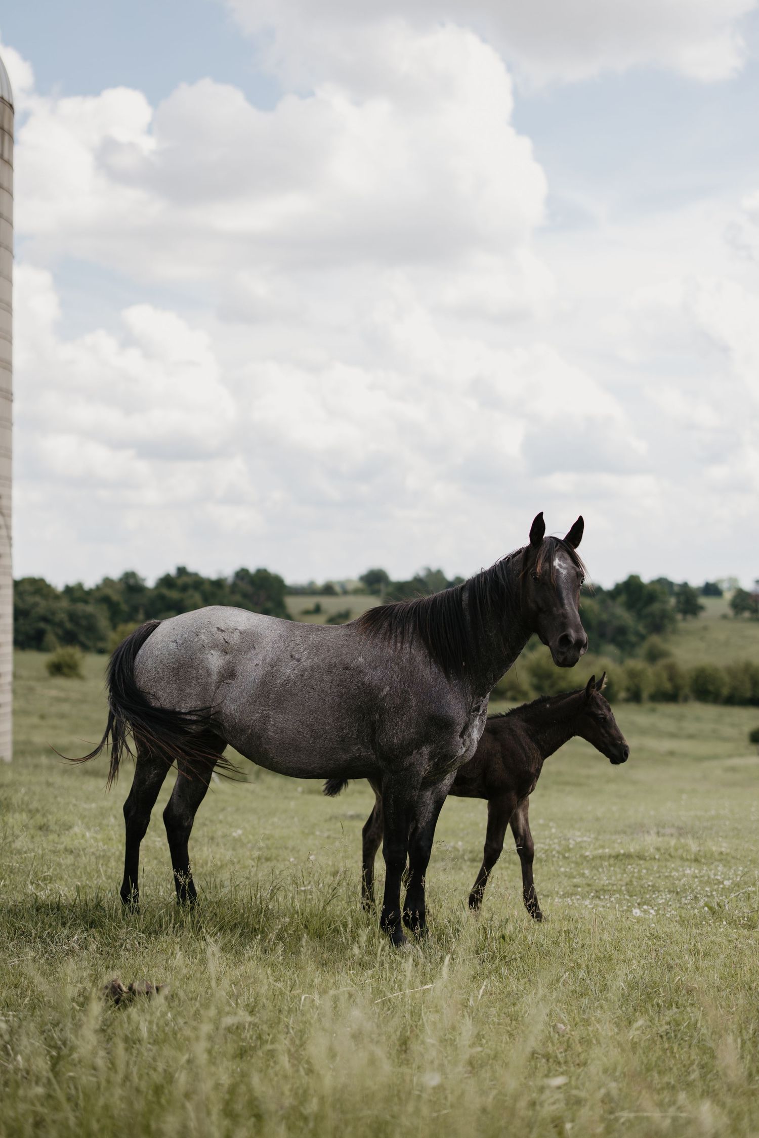 A dark mare and her foal stand together in a lush green pasture under a cloudy sky on a farm.