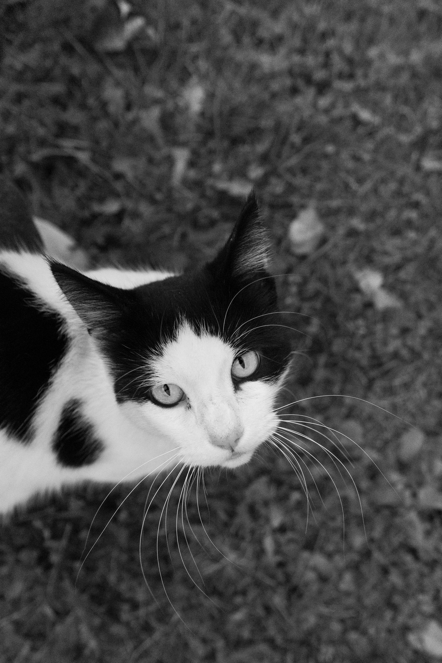Black and white photo of a tuxedo cat looking up at the camera, sitting on grass with fallen leaves.