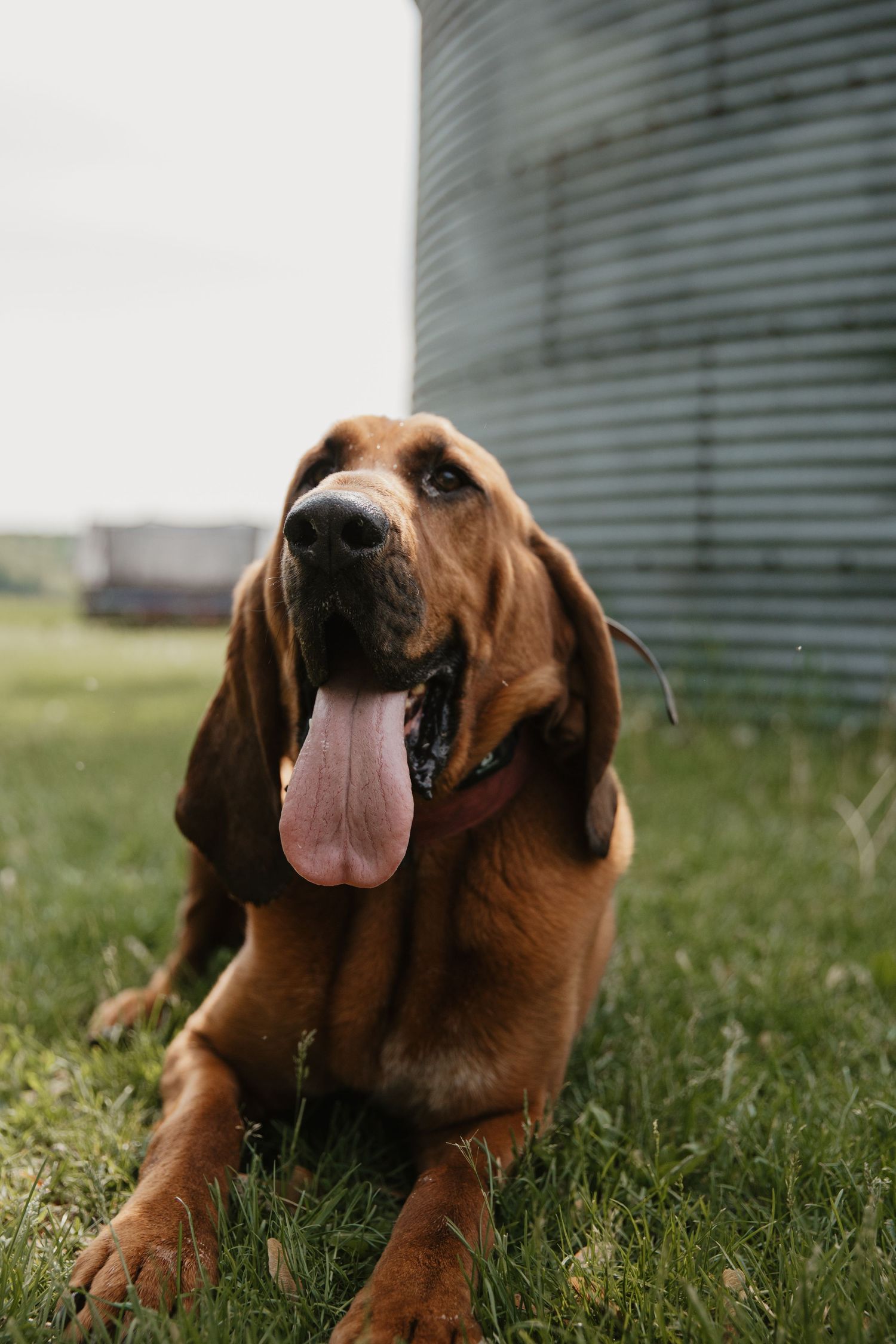 A Bloodhound dog lying on green grass with tongue out, beside a metal grain silo on a farm.