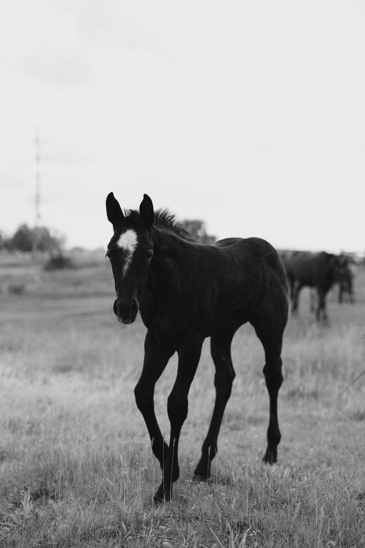 Black and white photo of a young foal standing in a grassy field with horses grazing in the background.