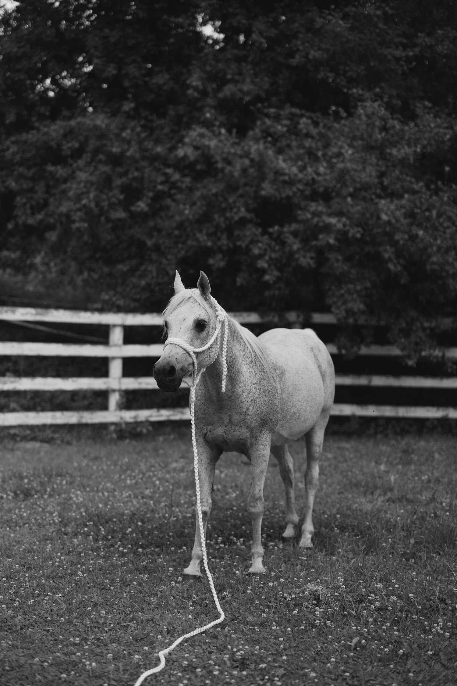 Black and white photo of a white horse with rope halter standing in a paddock with wooden fence and trees.