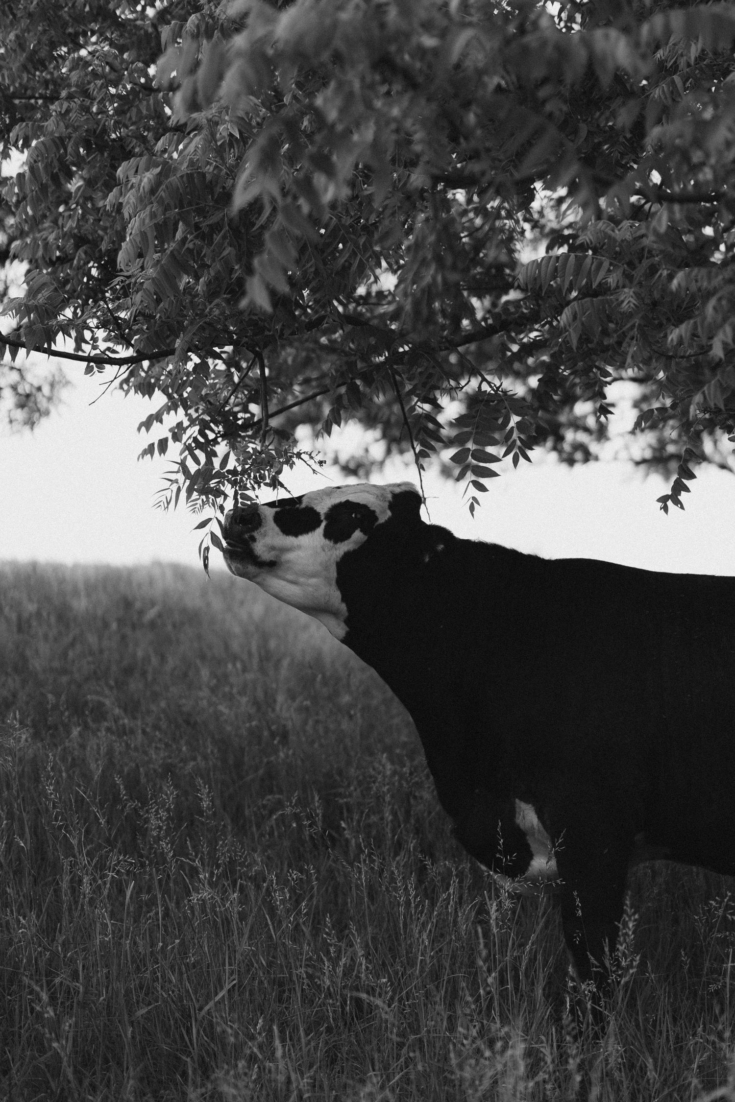 Black and white photo of a cow reaching up to eat leaves from a tree in a grassy field.