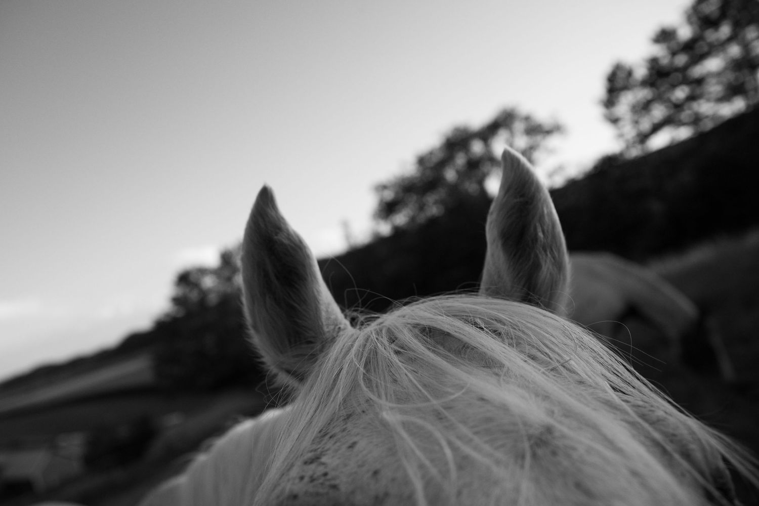 Black and white close-up of a white horse's ears and mane with trees and sky in the background.