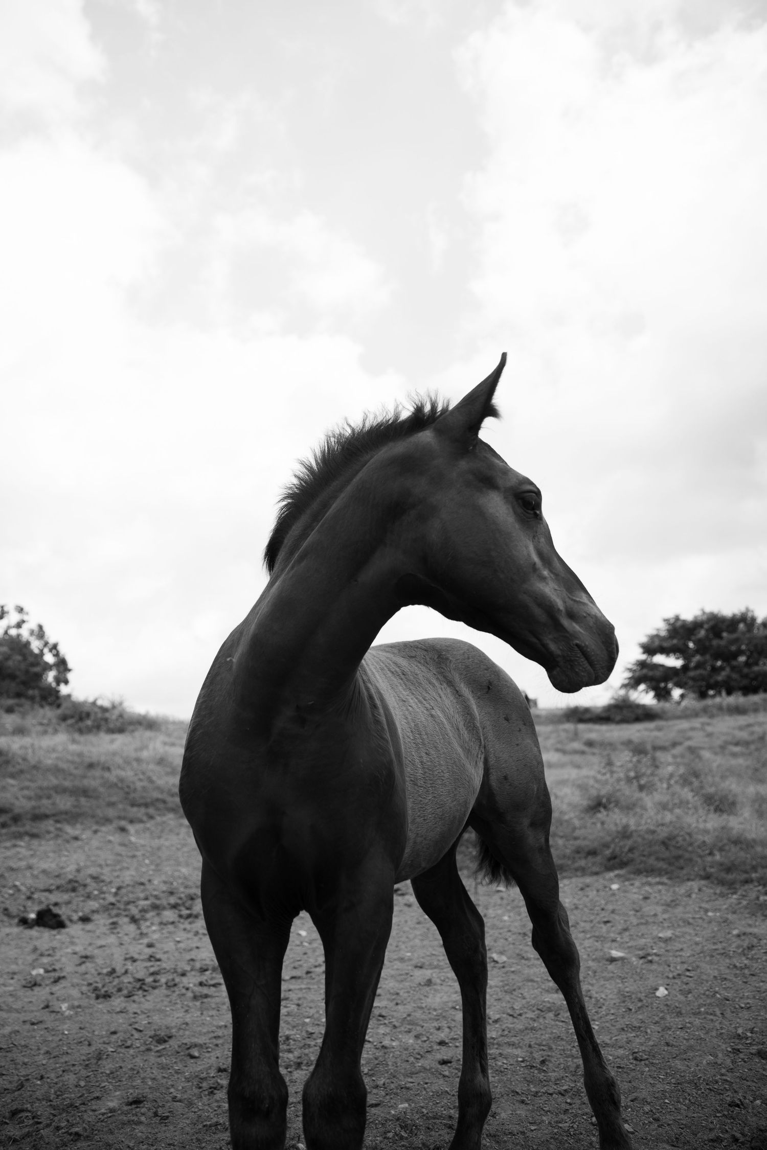Black and white photo of a dark horse standing in a field, turning its head to the side against a cloudy sky.