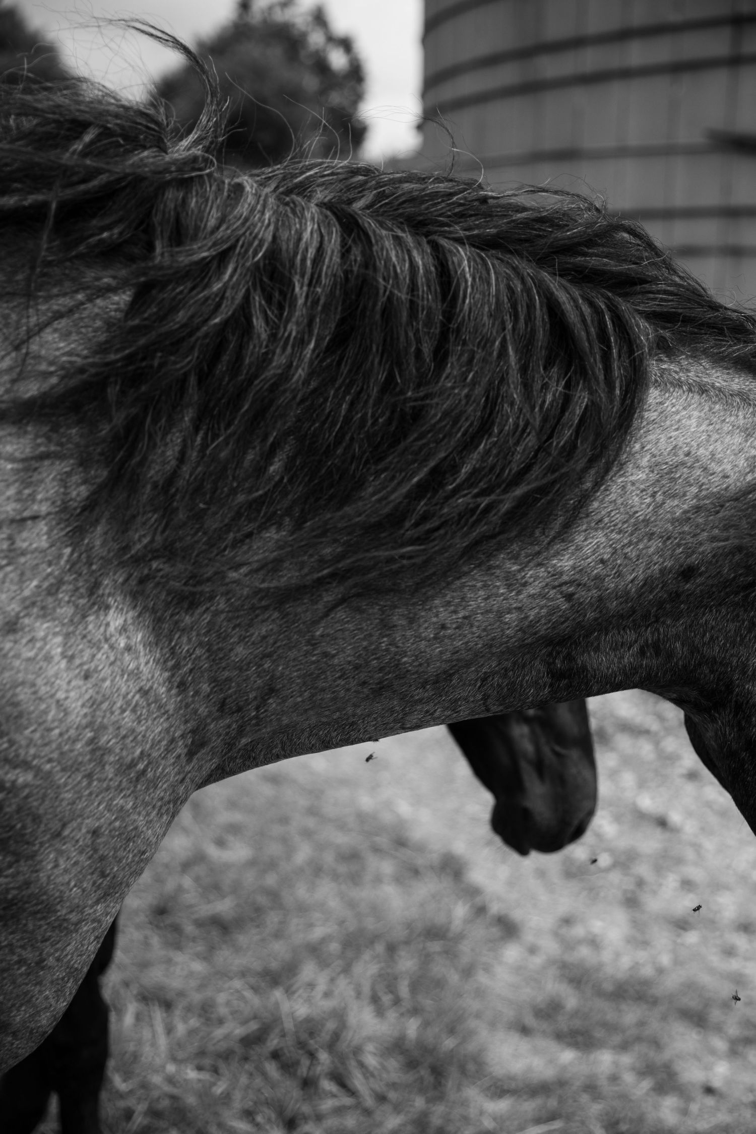 Close-up black and white photo of a horse's mane and neck in a farm setting.
