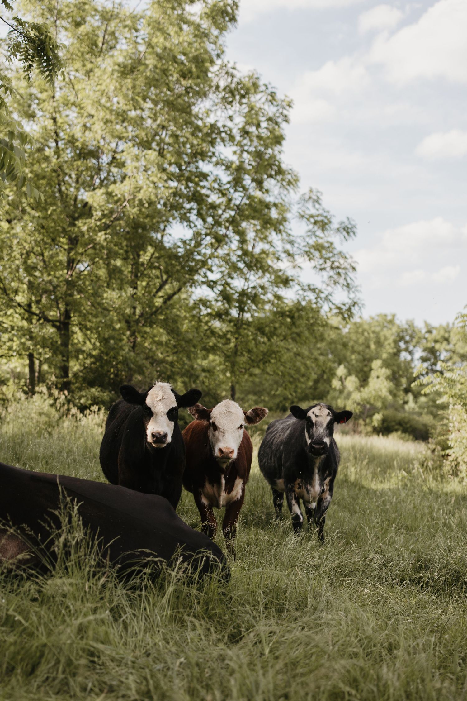 Three cattle grazing in lush green pasture with tall trees and blue sky in background on a sunny farm day.