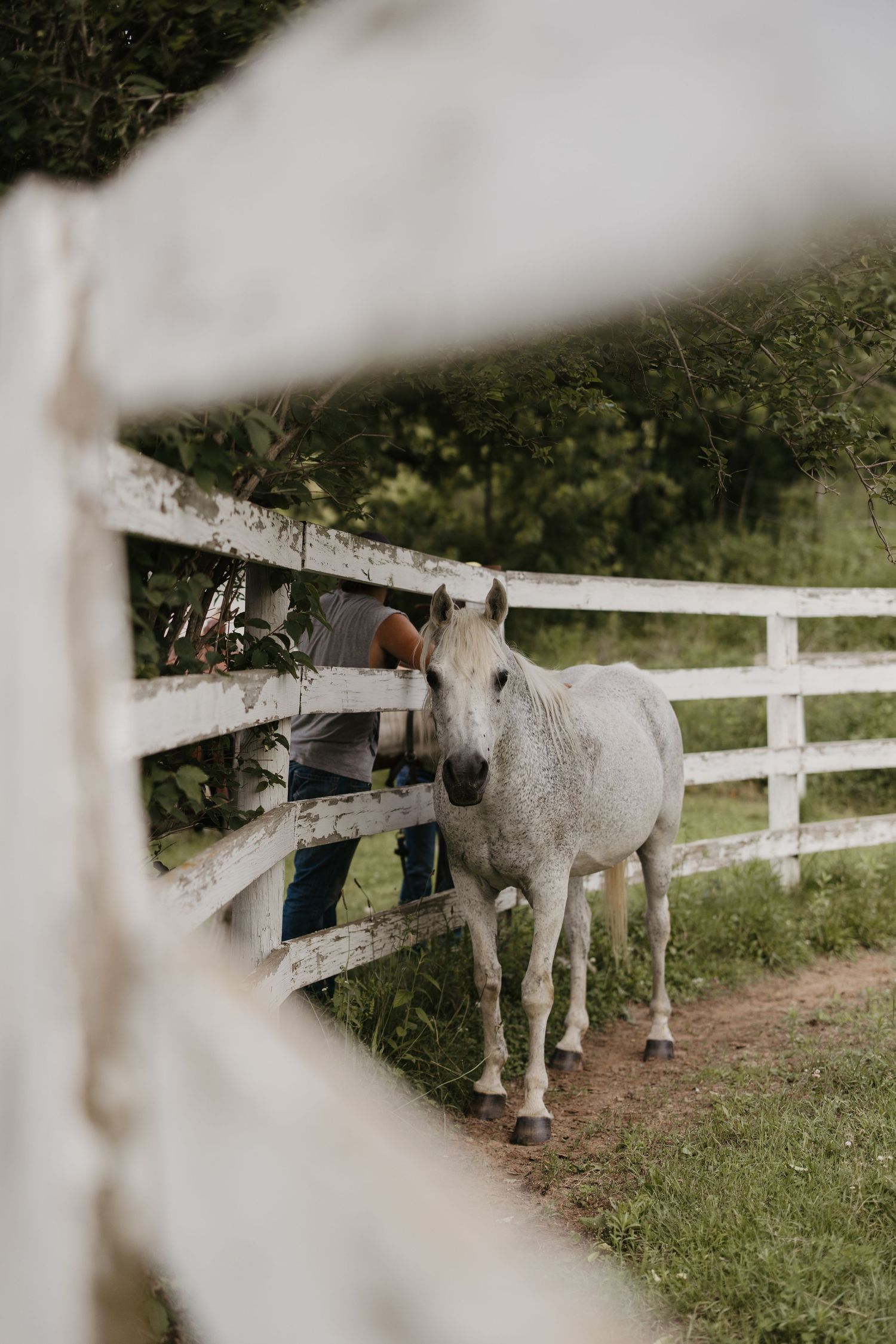 A white horse stands near a rustic white wooden fence on a lush green farm.