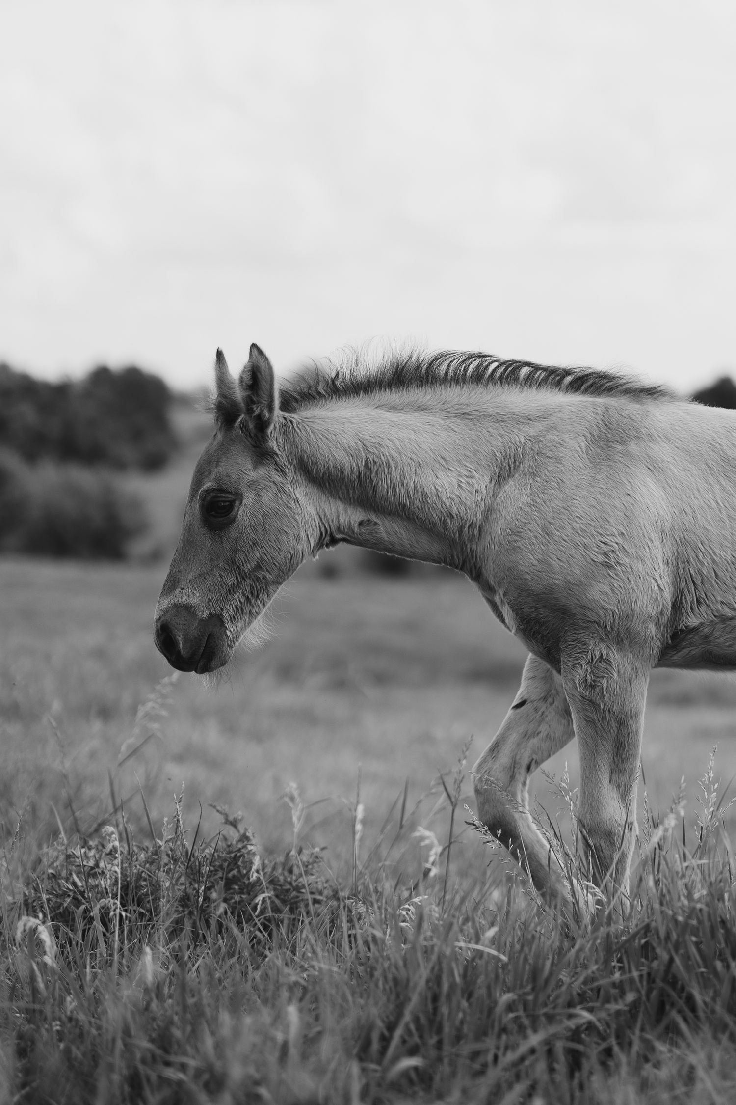 Black and white photo of a young foal walking through a grassy field with trees in the background.