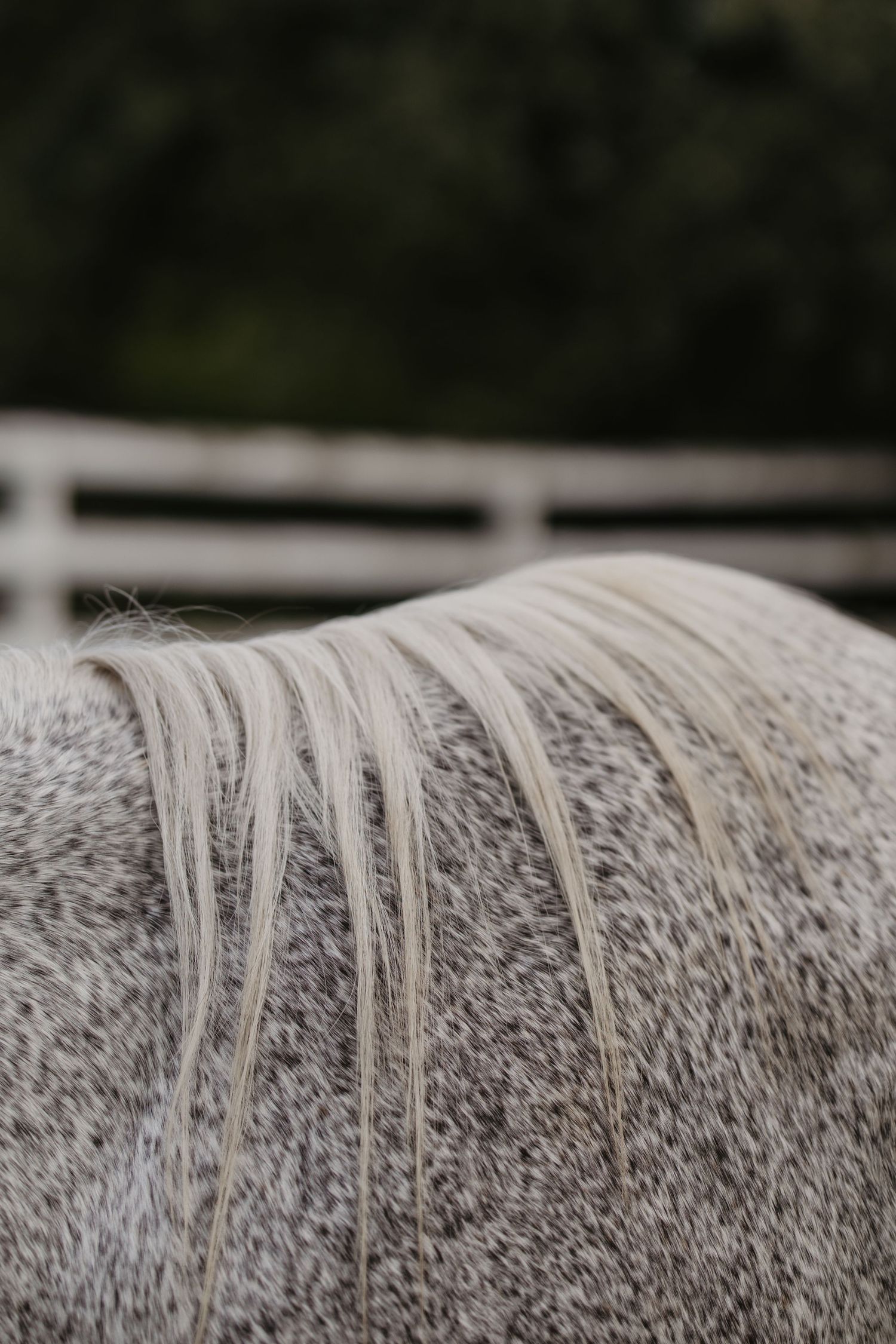 Close-up of a dapple grey horse's mane laying across its back, with white fence and trees in background.