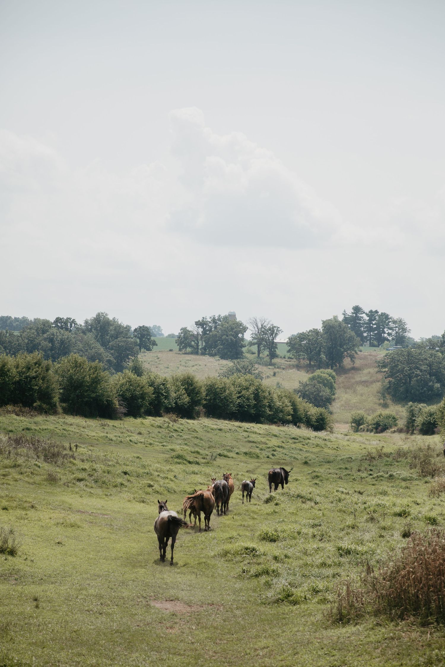 A herd of cattle grazing and walking along a dirt path through a lush green rolling pasture with trees and cloudy sky.