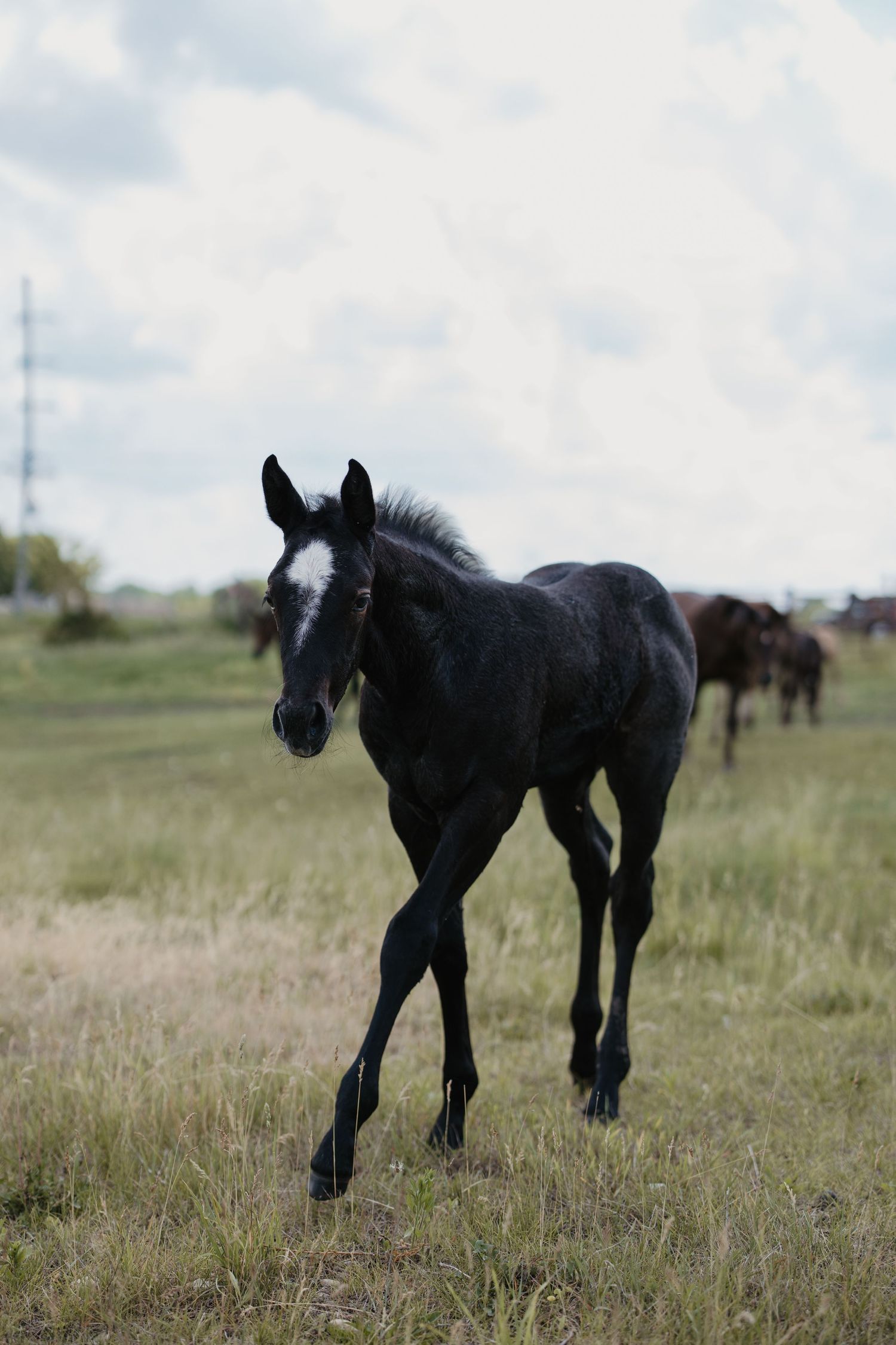A young black foal with a white blaze walks through a green field, with horses grazing in the background.