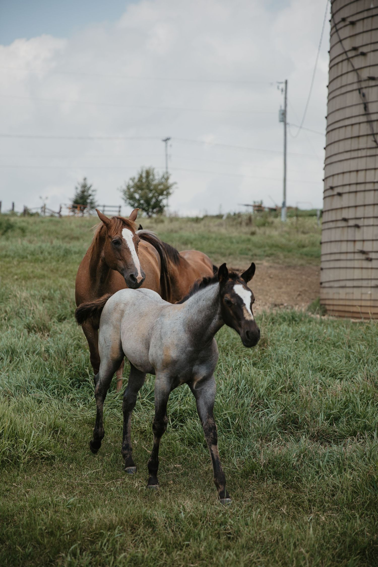A brown mare and gray foal stand together on green grass near a farm silo under a cloudy sky.