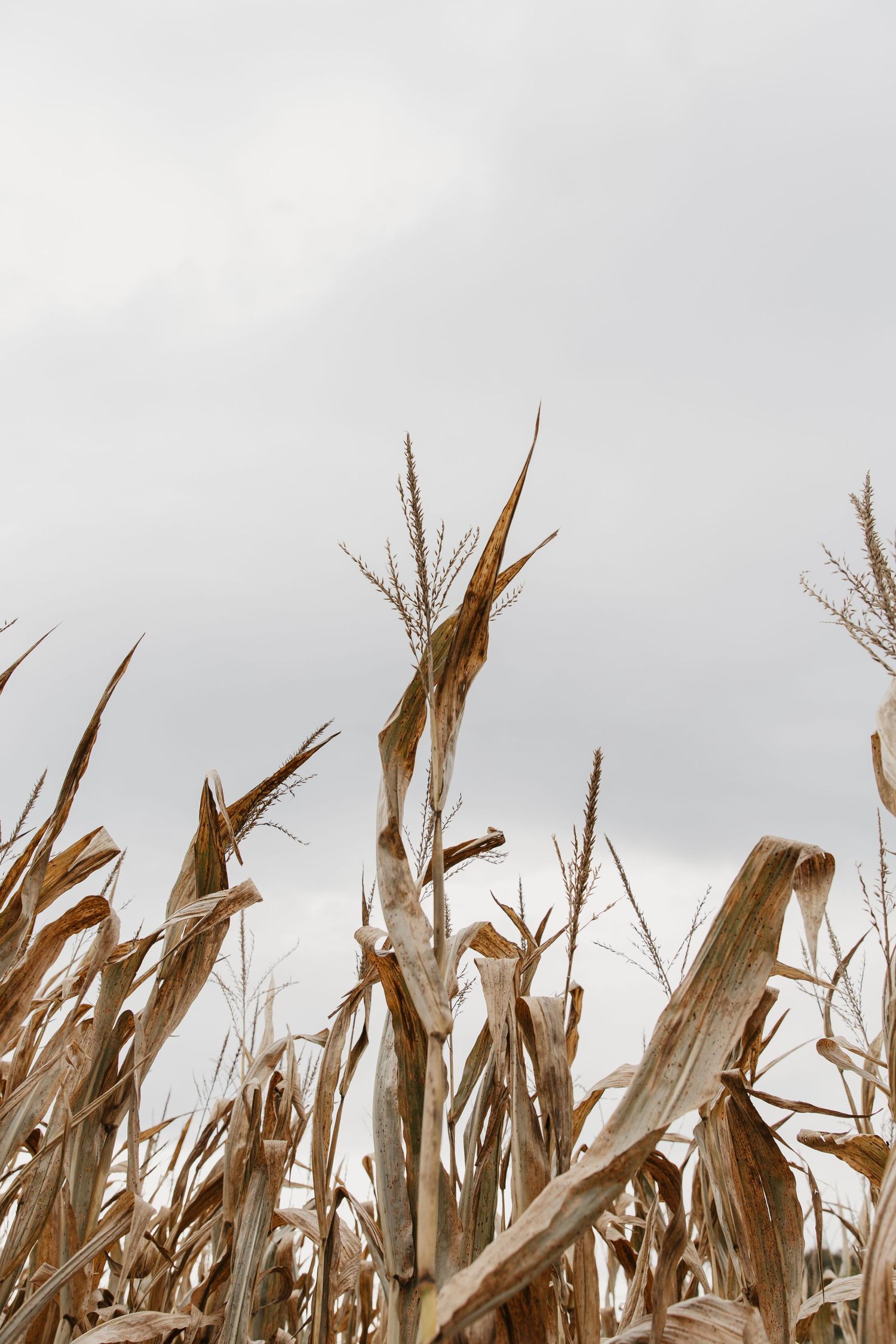 Dried corn stalks with brown leaves and tassels reaching toward an overcast gray sky in an autumn field.