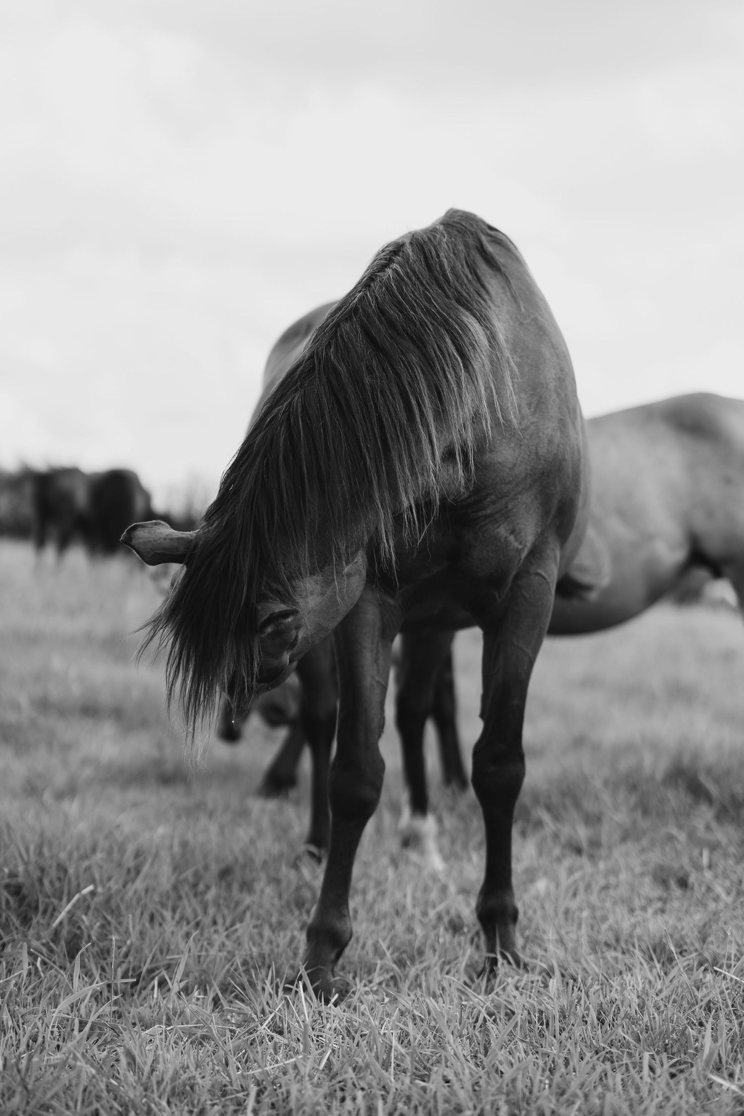 Black and white photo of a horse bending its neck down to graze in a field with other horses in the background.