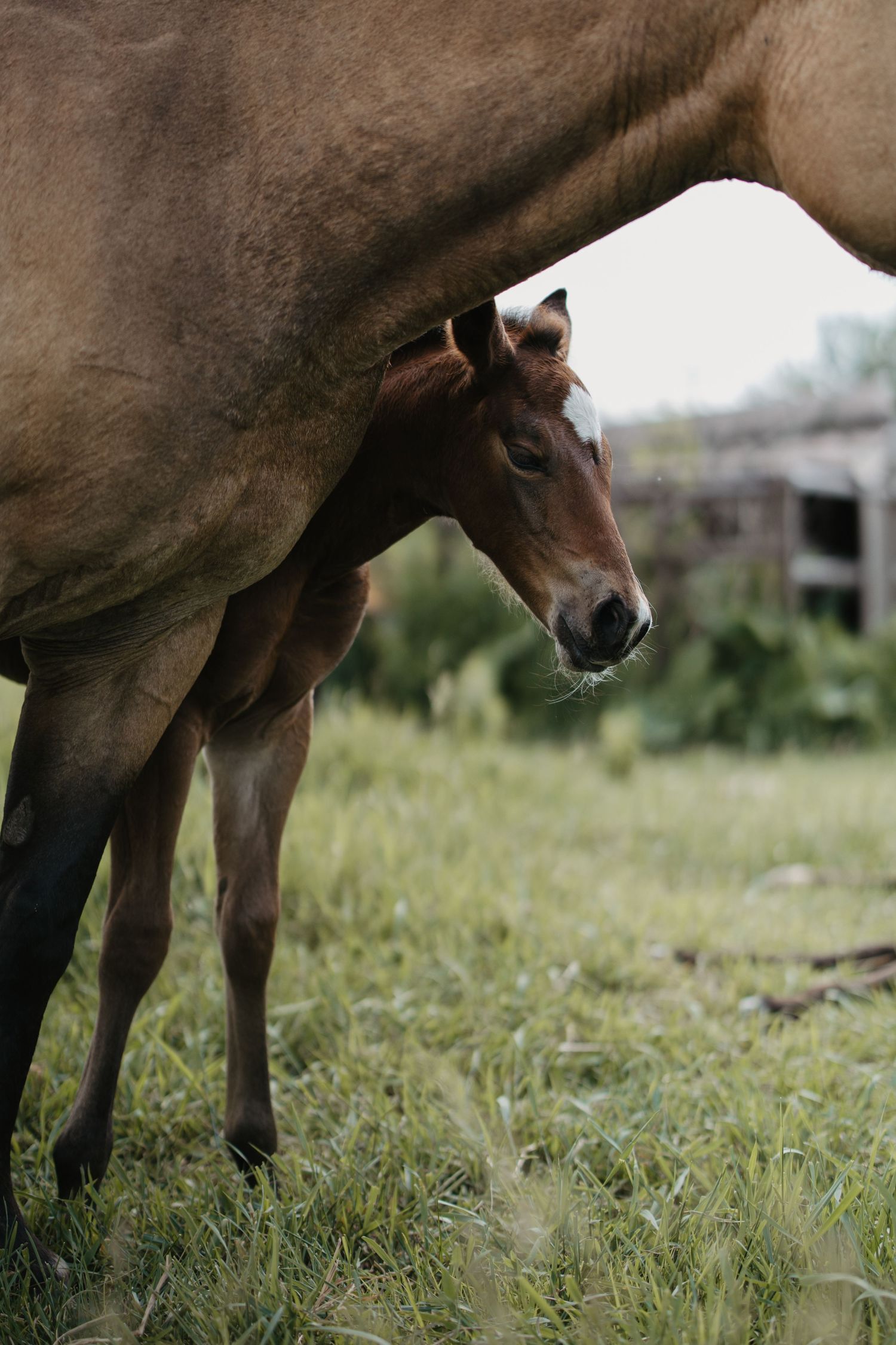 A young brown foal stands beneath its mother horse in a green grassy field near a wooden fence.