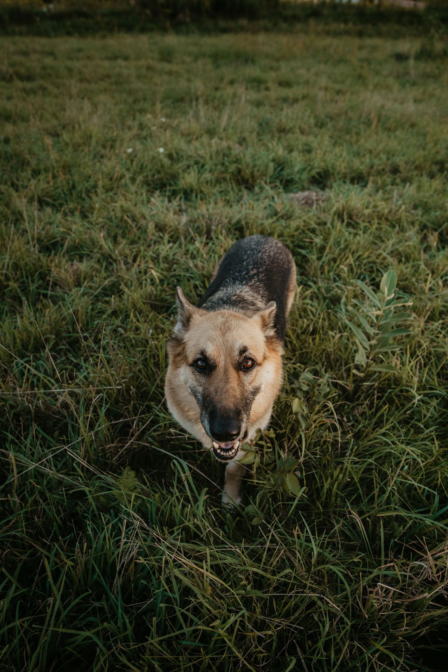 A German Shepherd dog walking through green grass in a field, looking directly at the camera with mouth open.