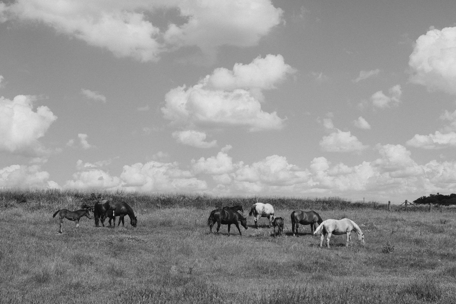 Black and white photo of a herd of horses grazing in an open field under a partly cloudy sky.