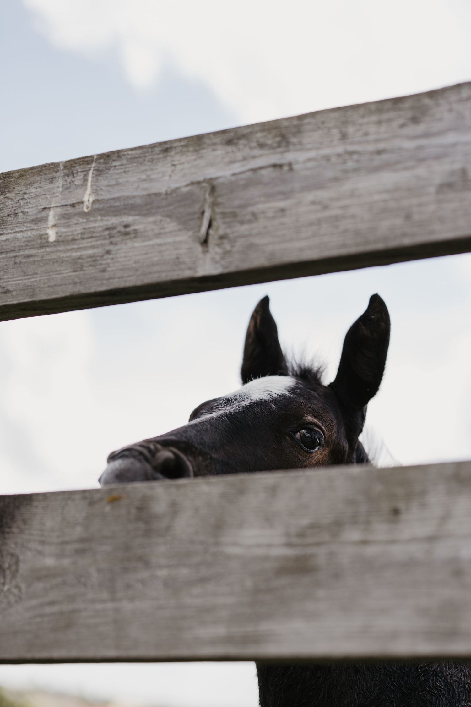 A young black foal peers curiously through wooden fence rails on a cloudy day.