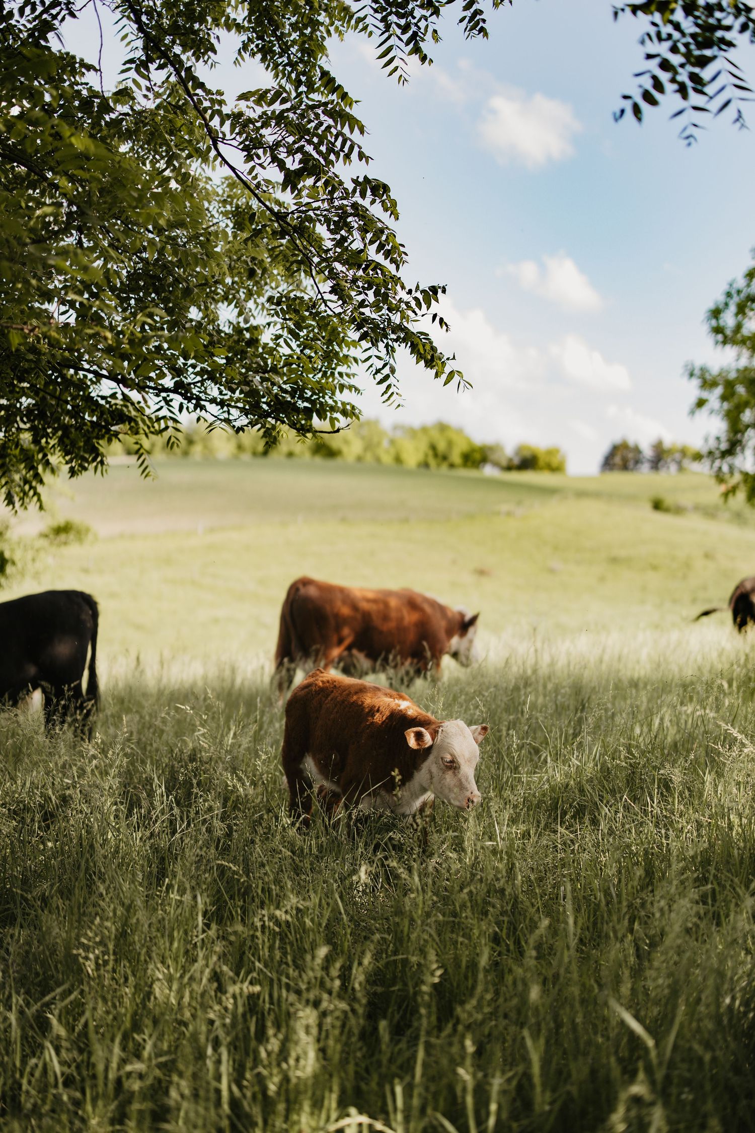 Brown and black cows grazing in a lush green pasture field under a partly cloudy blue sky on a sunny day.
