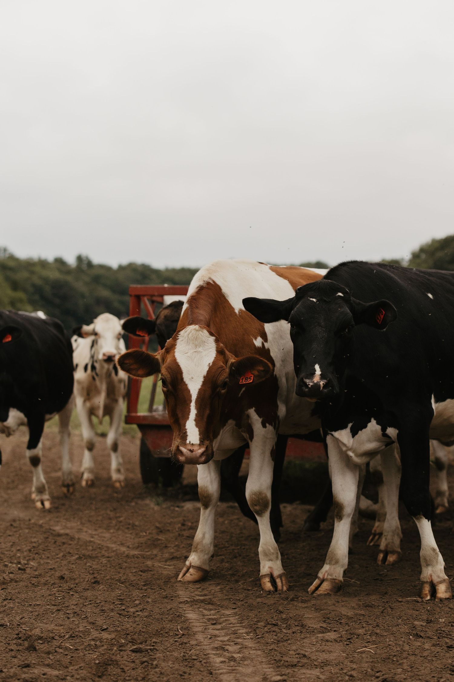 A group of black and white and brown dairy cows standing in a muddy farm field on an overcast day.