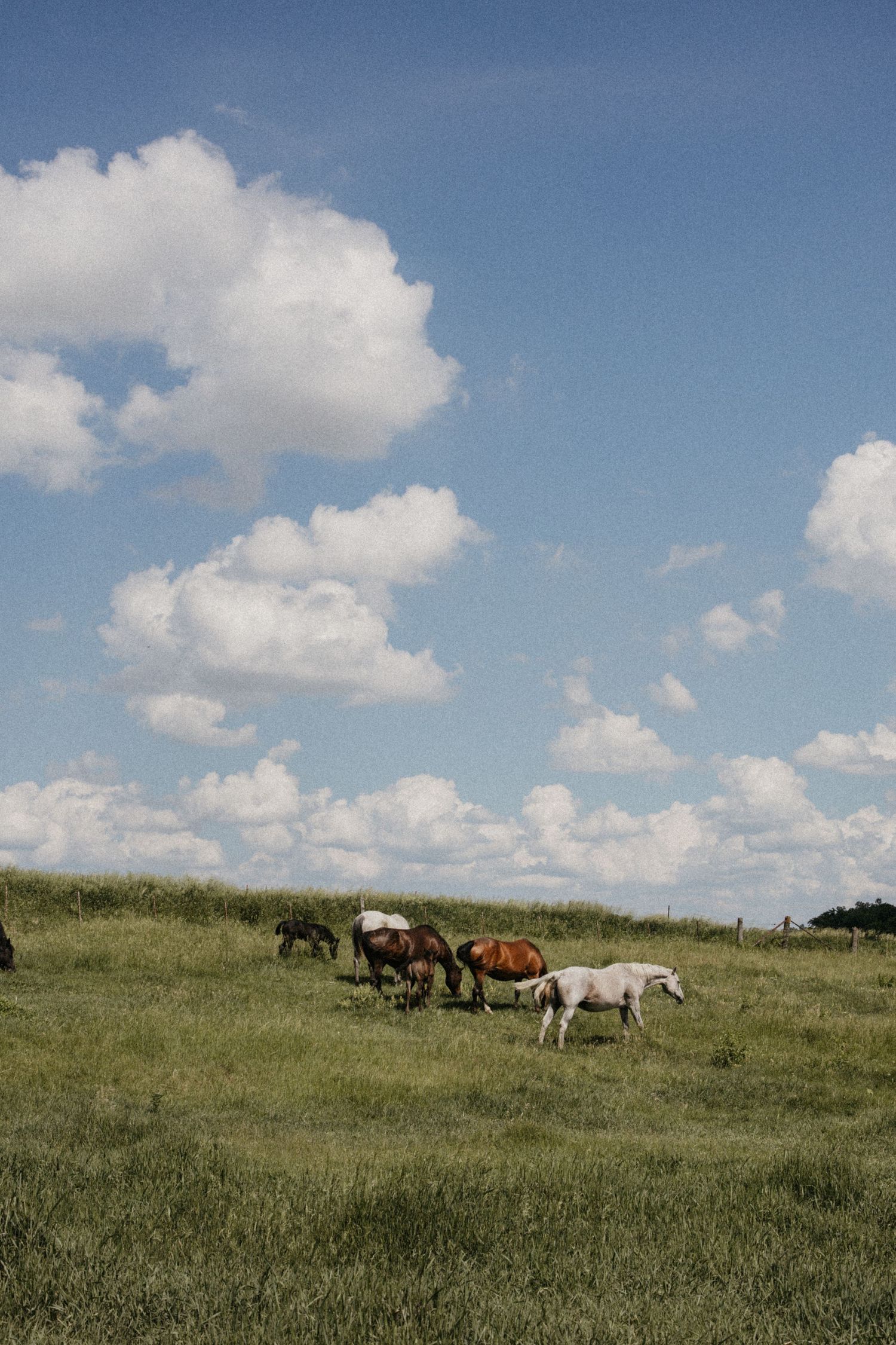 Horses grazing on a green pasture under a blue sky with fluffy white clouds.