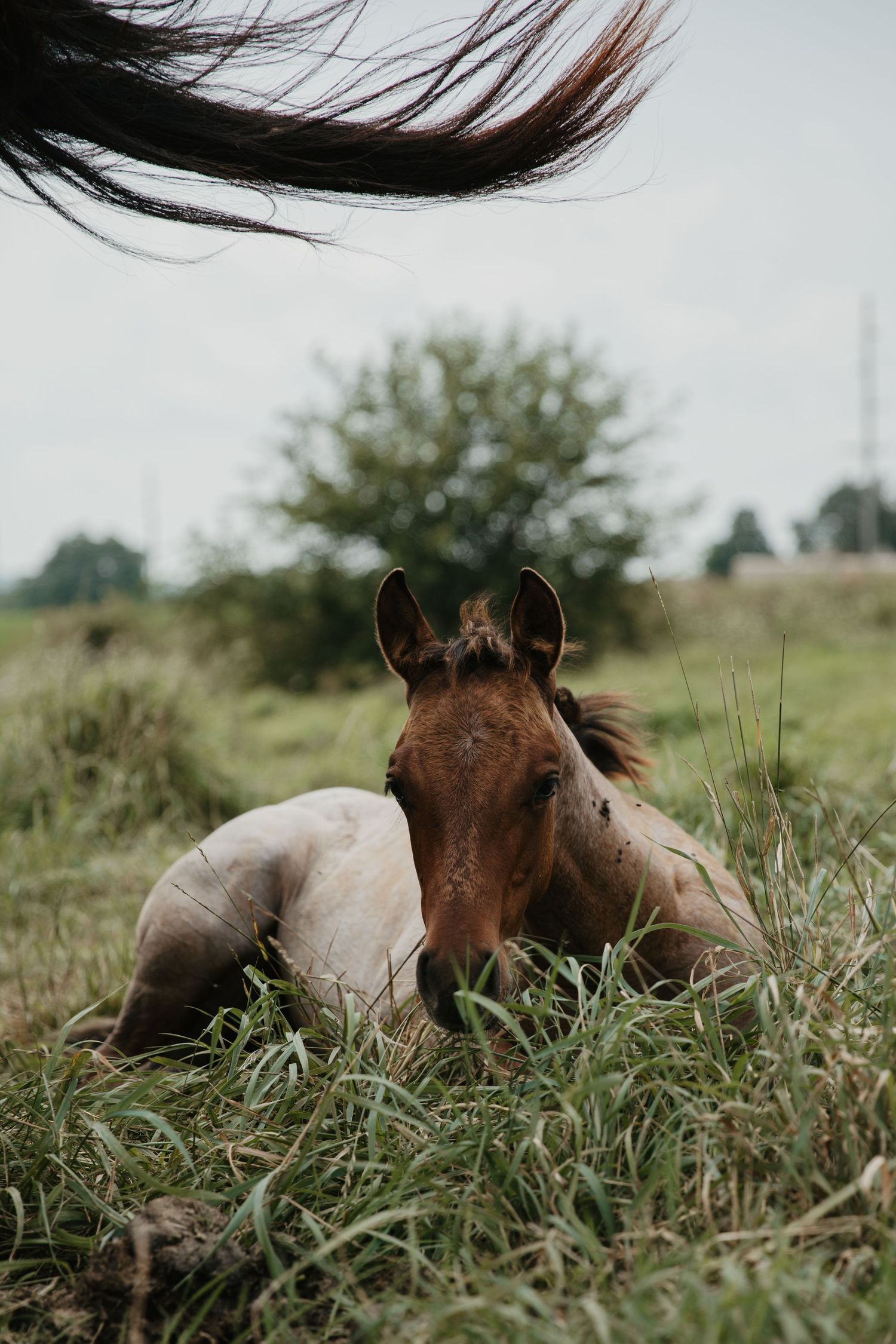 A young brown foal resting in green grass on a farm field with trees in the background.