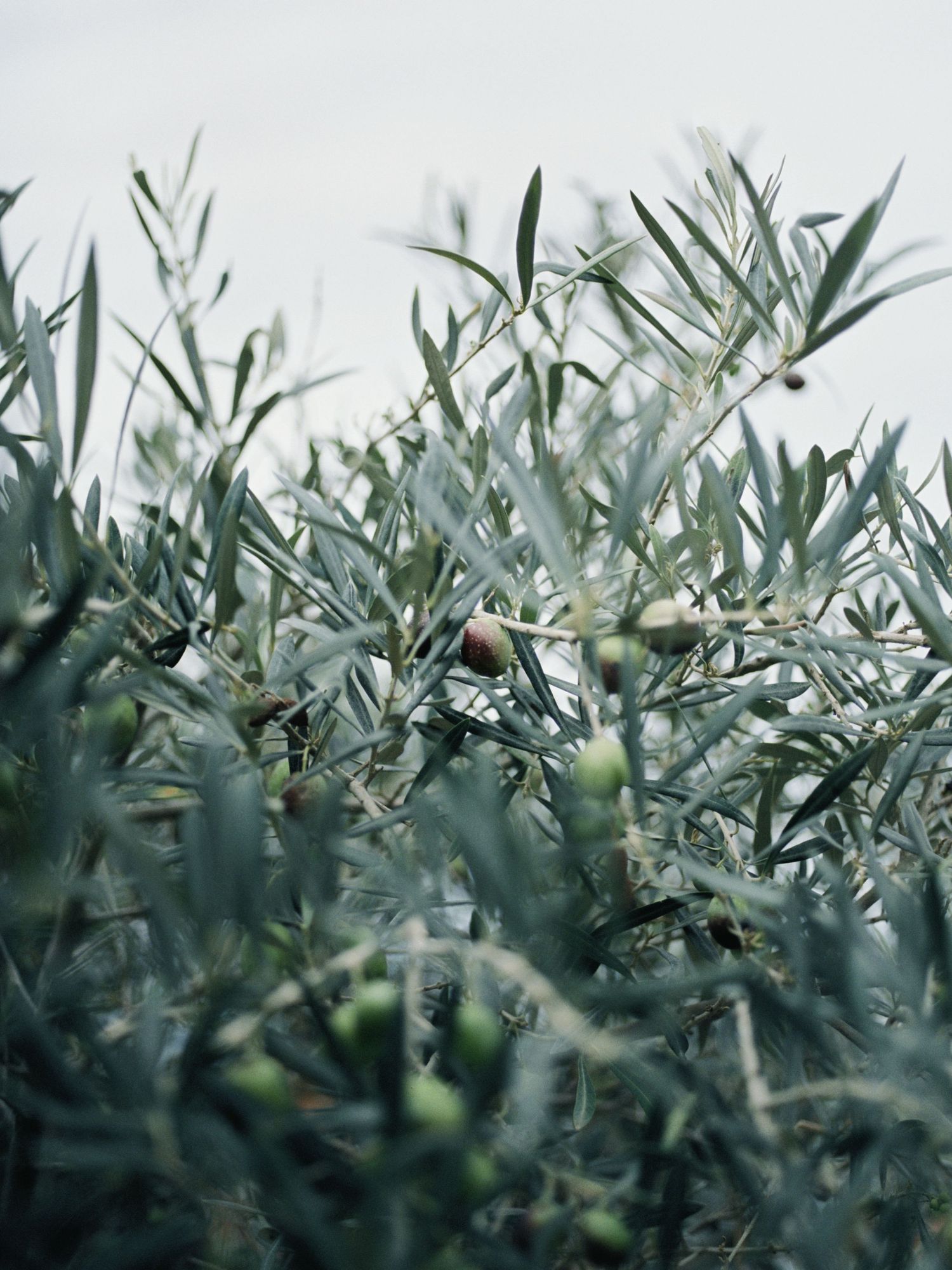 Close-up of olive tree branches with silvery-green leaves against a light background in Capri Italy.