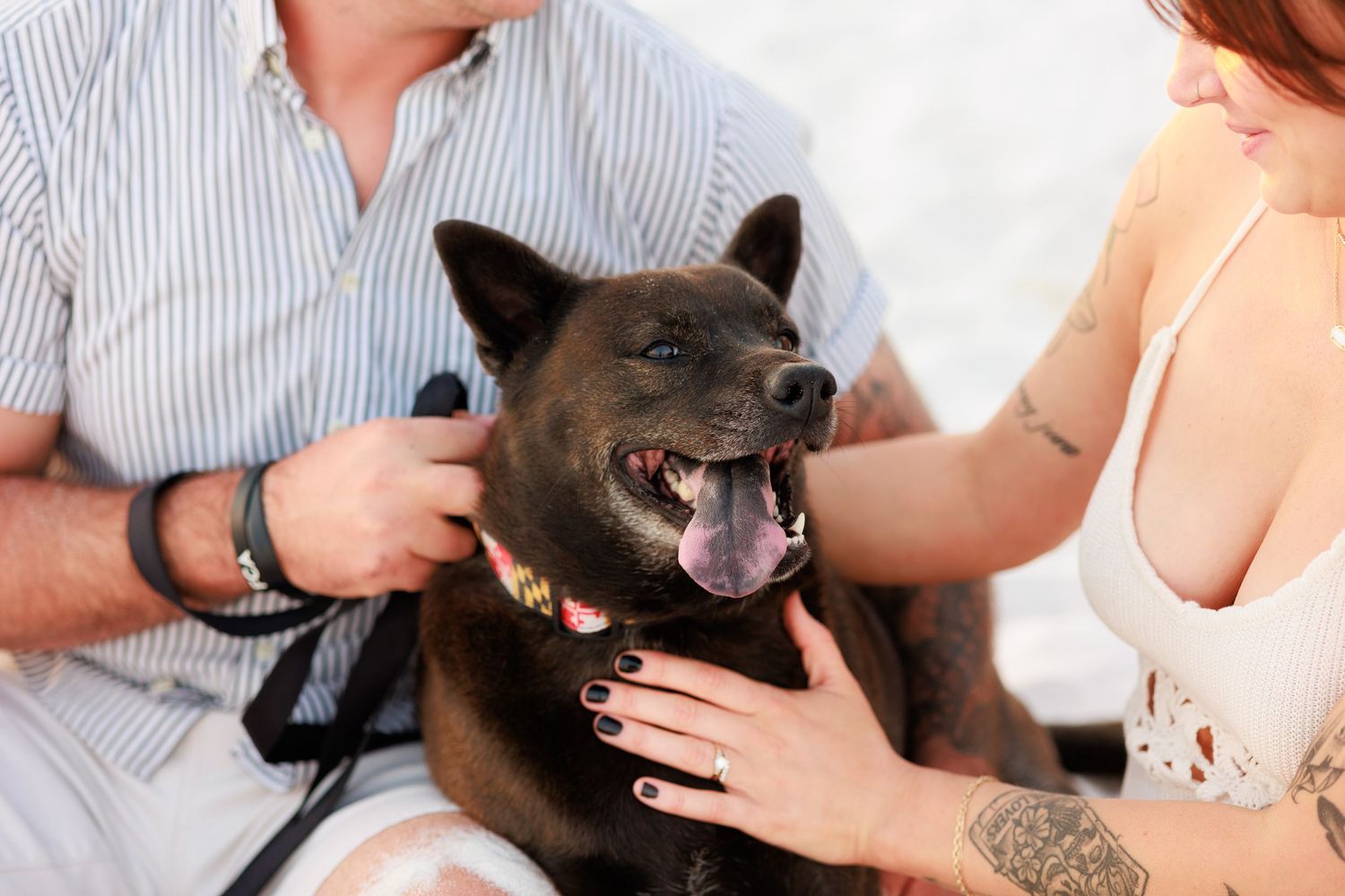 Happy dark brown Shiba Inu dog with tongue out being petted by two people outdoors.