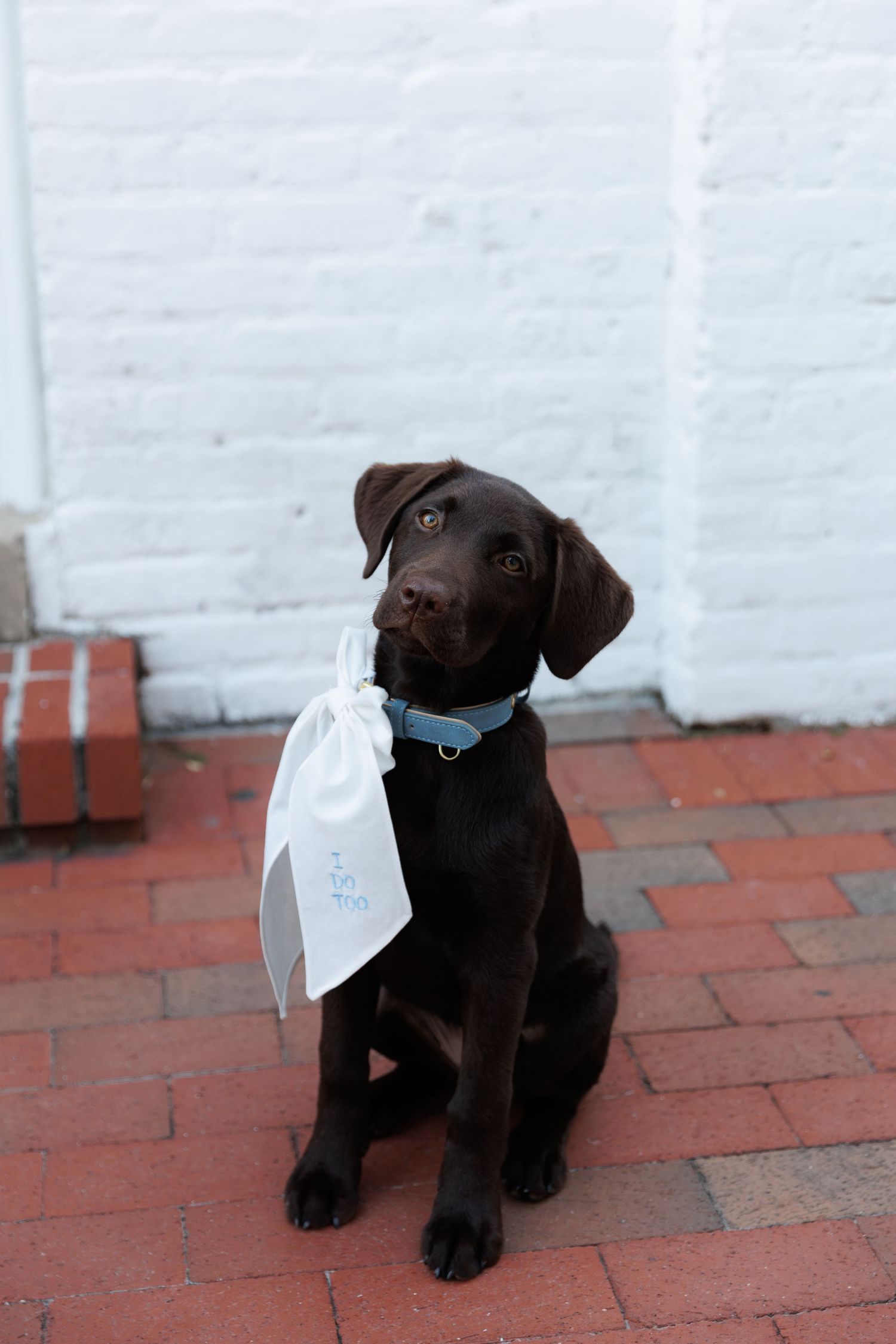 Chocolate Labrador puppy wearing a white bow tie sits on red brick patio against white wall.