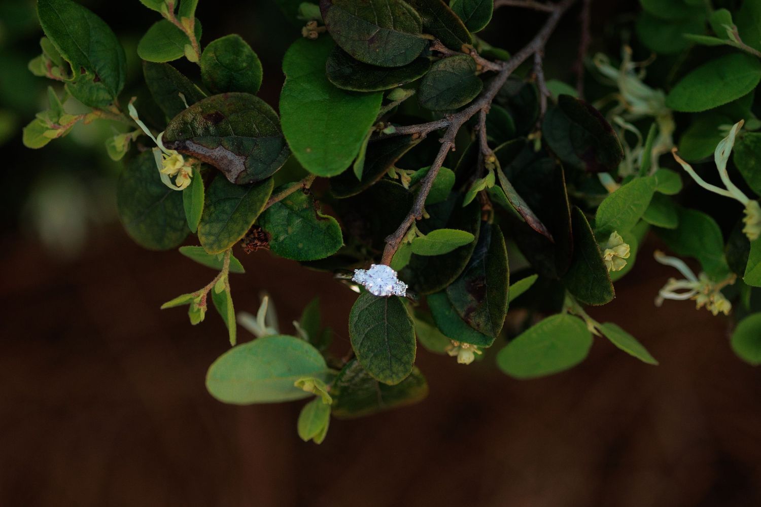 Small white flower blooming among lush green leaves on a tree branch.