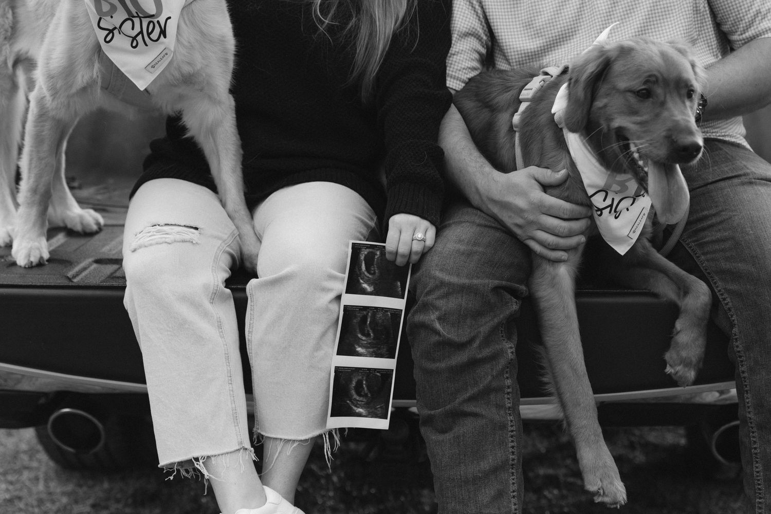Black and white photo showing dogs wearing bandanas sitting on a bench with their owners and an ultrasound photo.