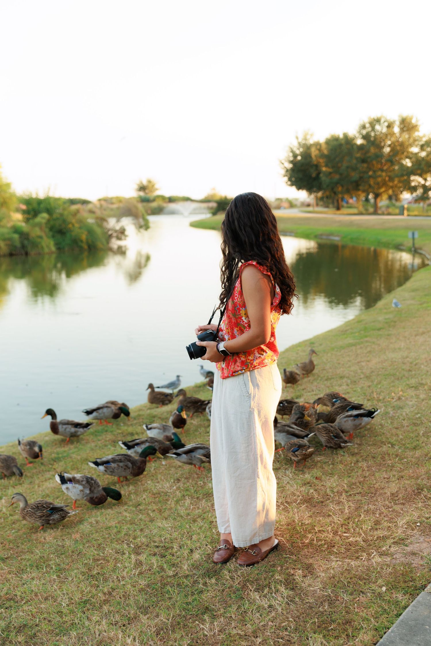 Person with camera photographs ducks gathered along the shoreline of a pond at sunset.
