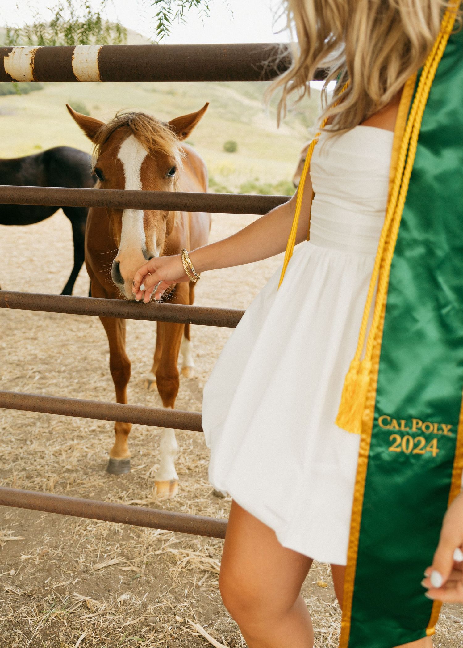 A Cal Poly San Luis Obispo graduate in a white dress pets a brown horse wearing her graduation stole.
