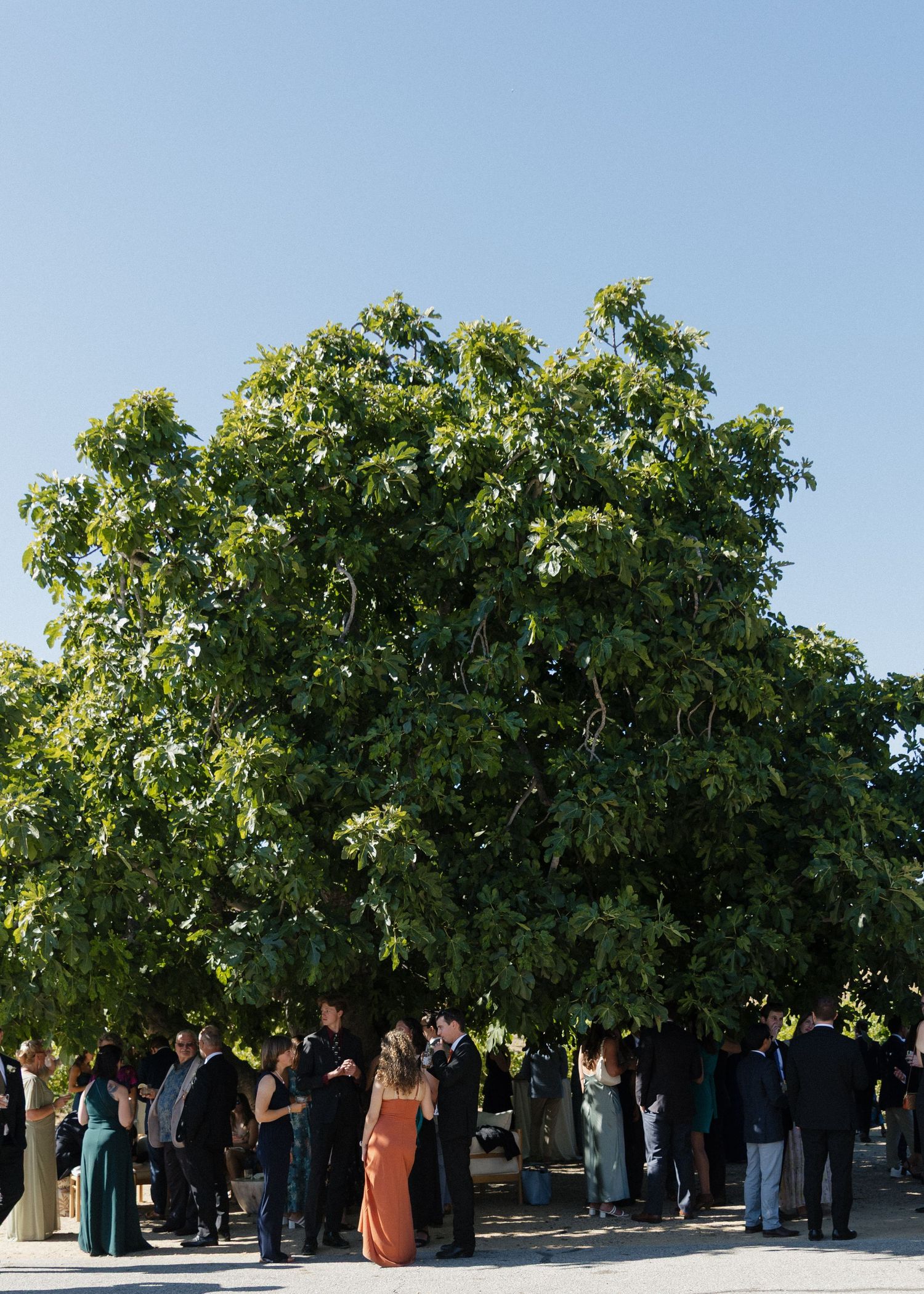 A wedding cocktail hour under a row of lush green fig trees against a blue sky at Higuera Ranch in San Luis Obispo, California.