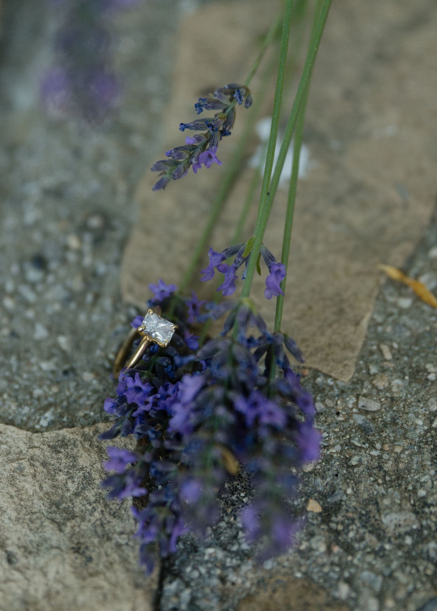 An detail photo of engagement ring sitting on top of a small purple lavender flower.