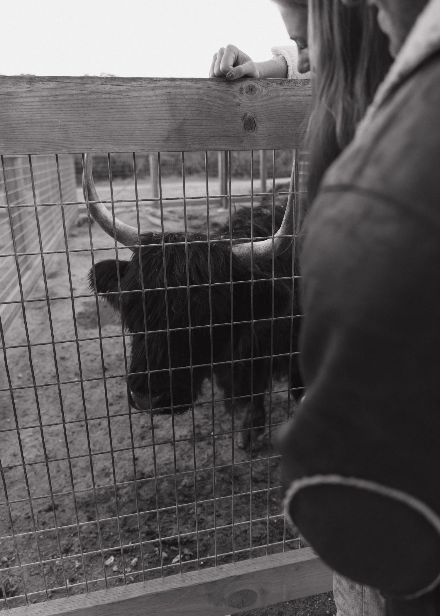 Black cattle peer through metal fencing while being fed by hand at Avila Valley Barn in California.