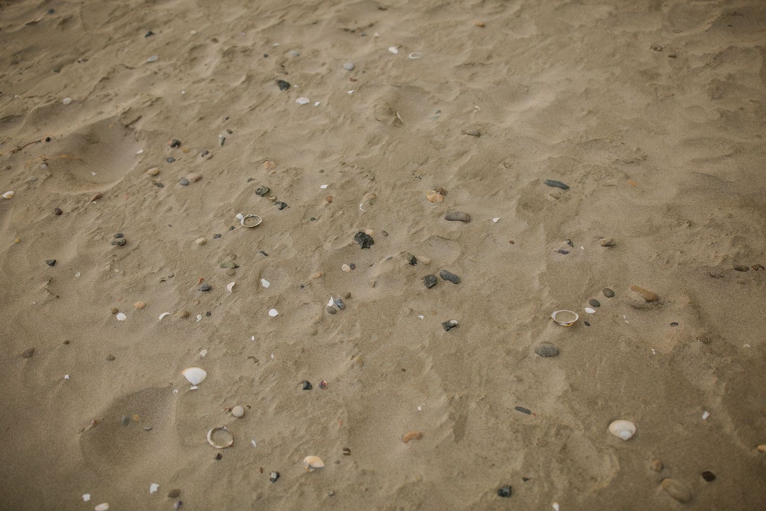 Sandy beach and shells.